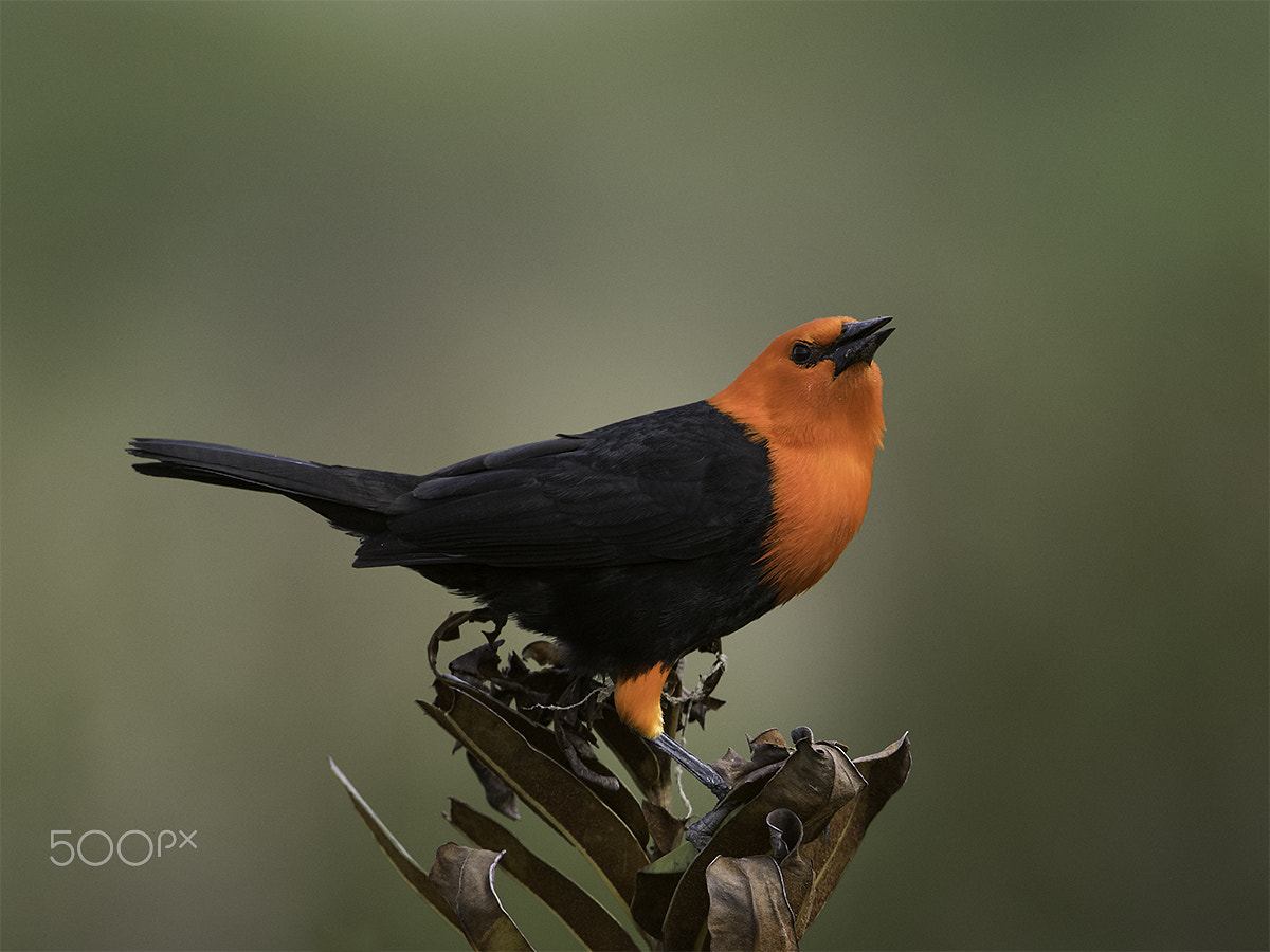Nikon D810 + Nikon AF-S Nikkor 600mm F4G ED VR sample photo. Amblyramphus holosericeus photography