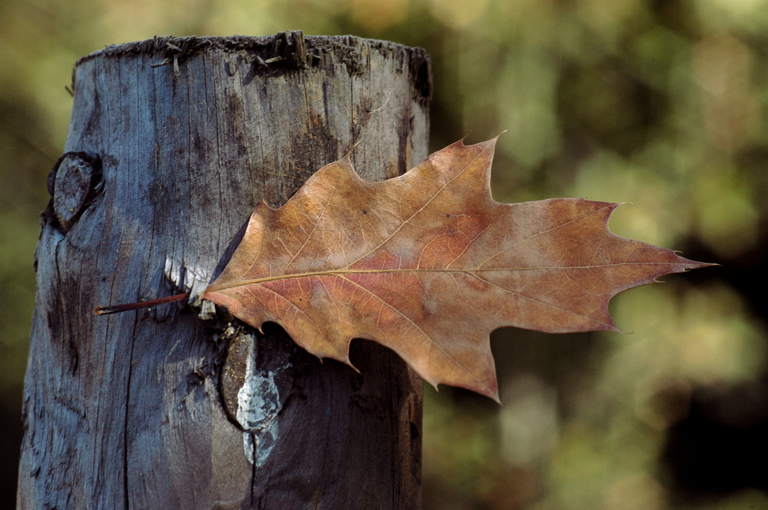 Sigma Macro 90mm F2.8 sample photo. A photography