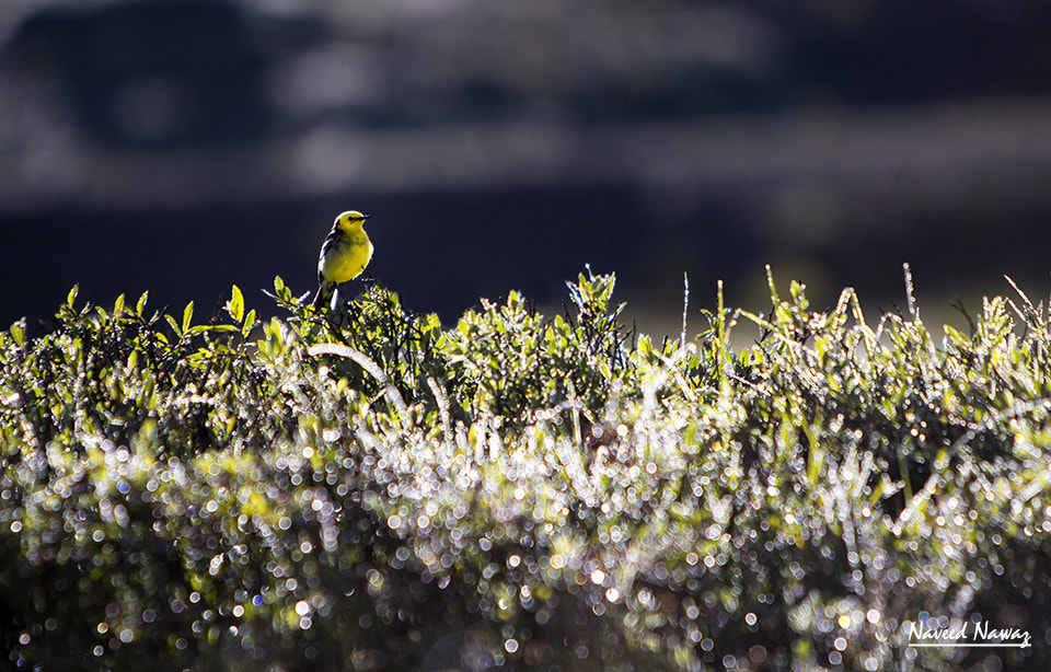 Canon EF 70-200mm F2.8L IS USM sample photo. Just a pretty, fat little deosai bird :3 photography