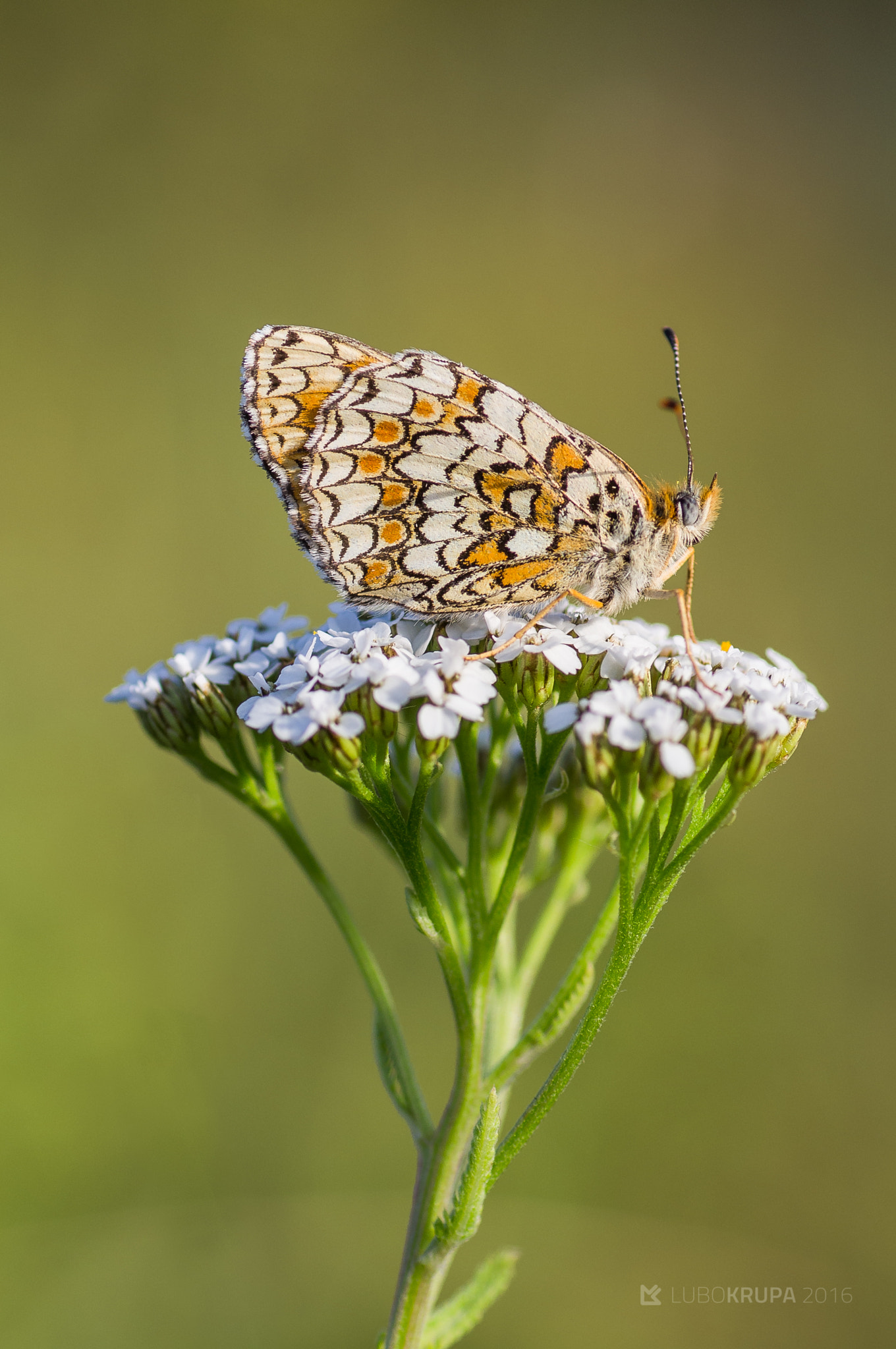 Pentax K-r + Tamron SP AF 90mm F2.8 Di Macro sample photo. Melitaea phoebe photography