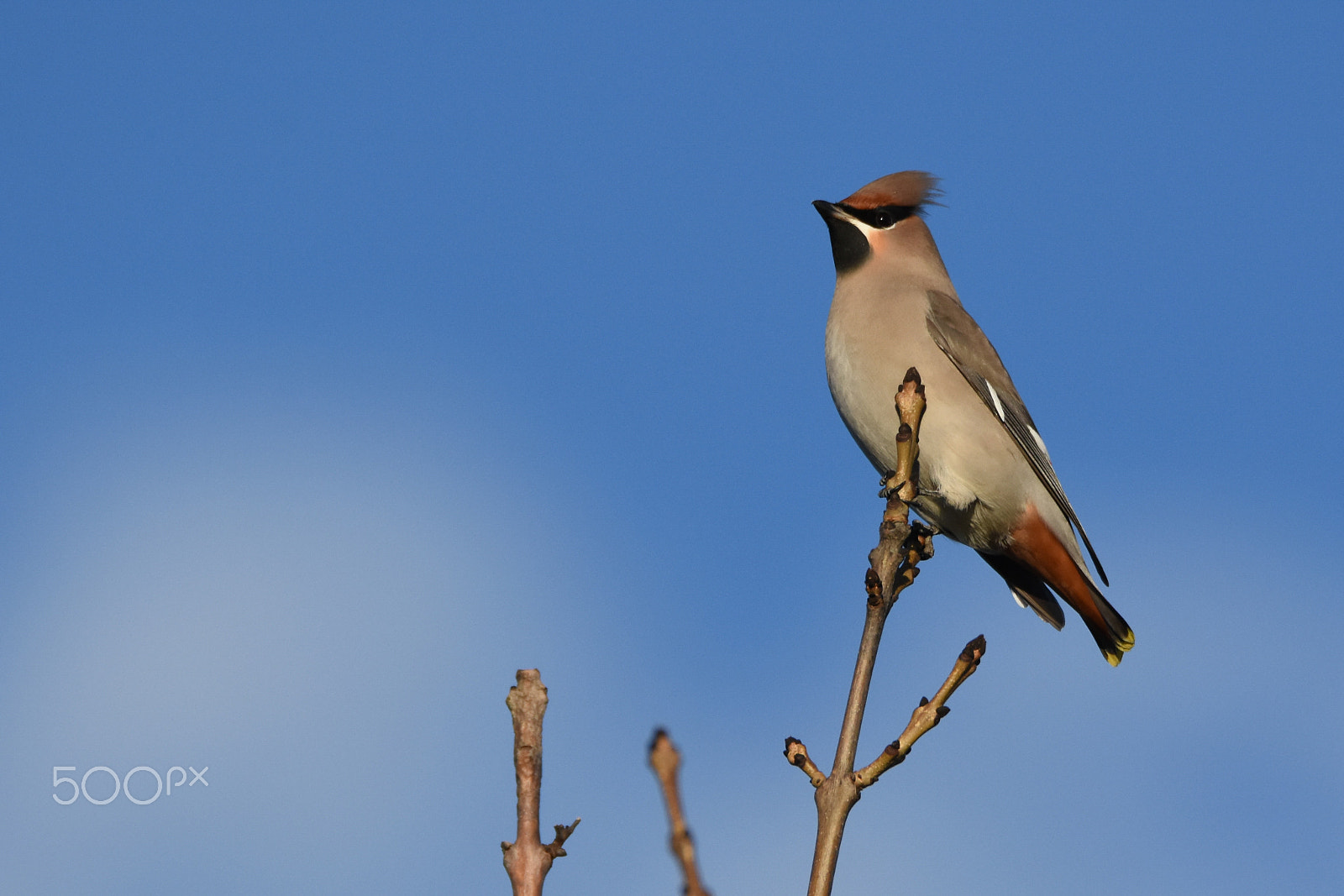 Nikon D7200 + Tamron SP 150-600mm F5-6.3 Di VC USD sample photo. A waxwing, bombycilla garrulus, enjoying the autumn sun. photography