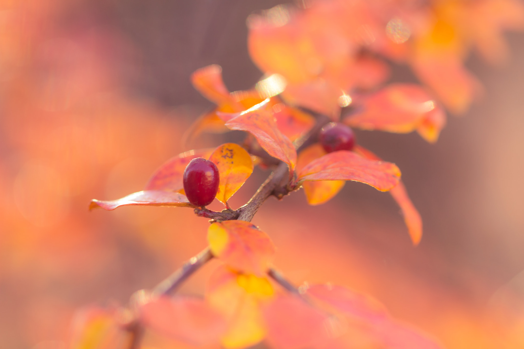 Canon EOS 760D (EOS Rebel T6s / EOS 8000D) sample photo. Autumn colors photography