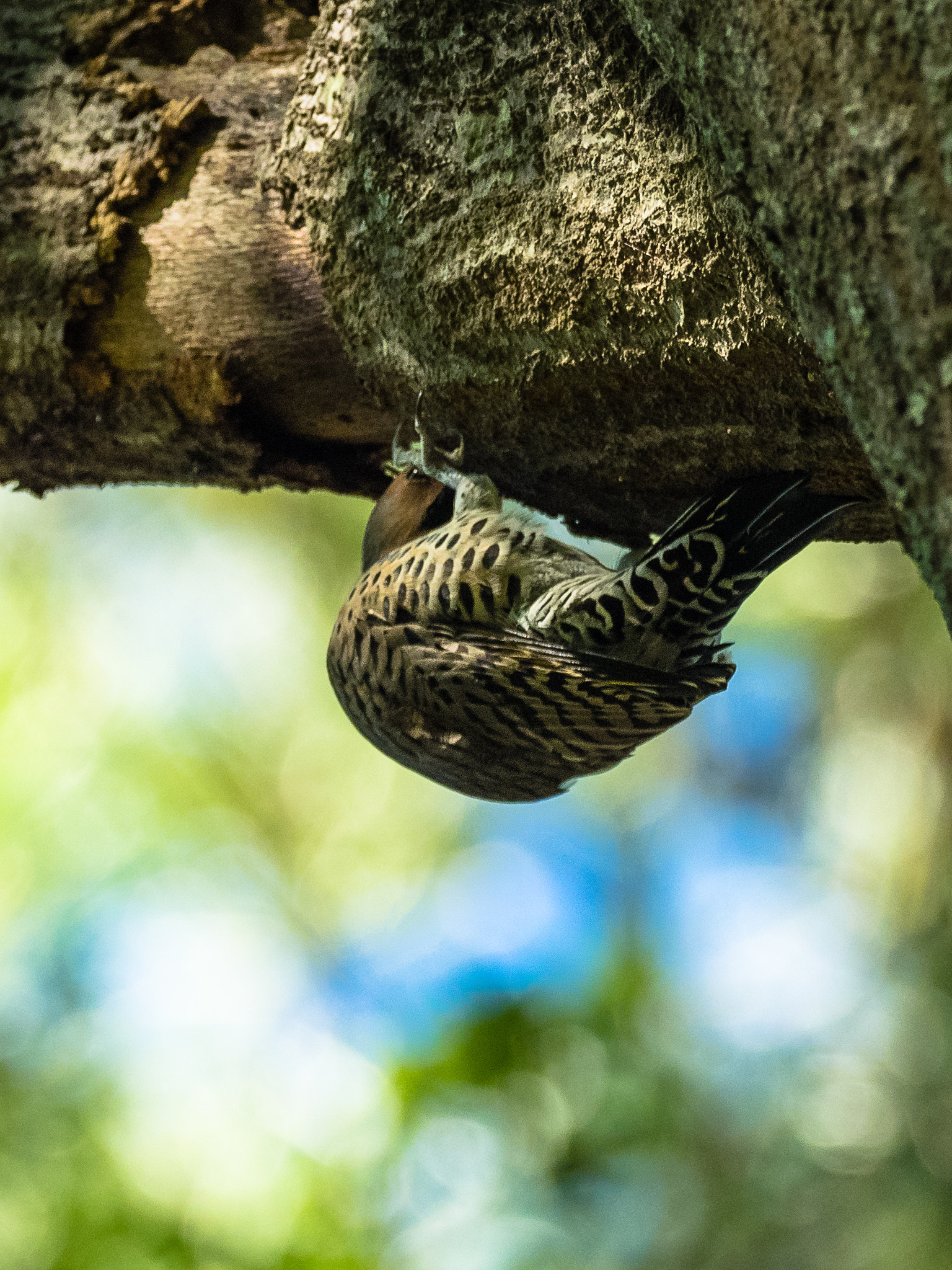 Olympus OM-D E-M1 + OLYMPUS M.300mm F4.0 sample photo. Female woodpecker photography