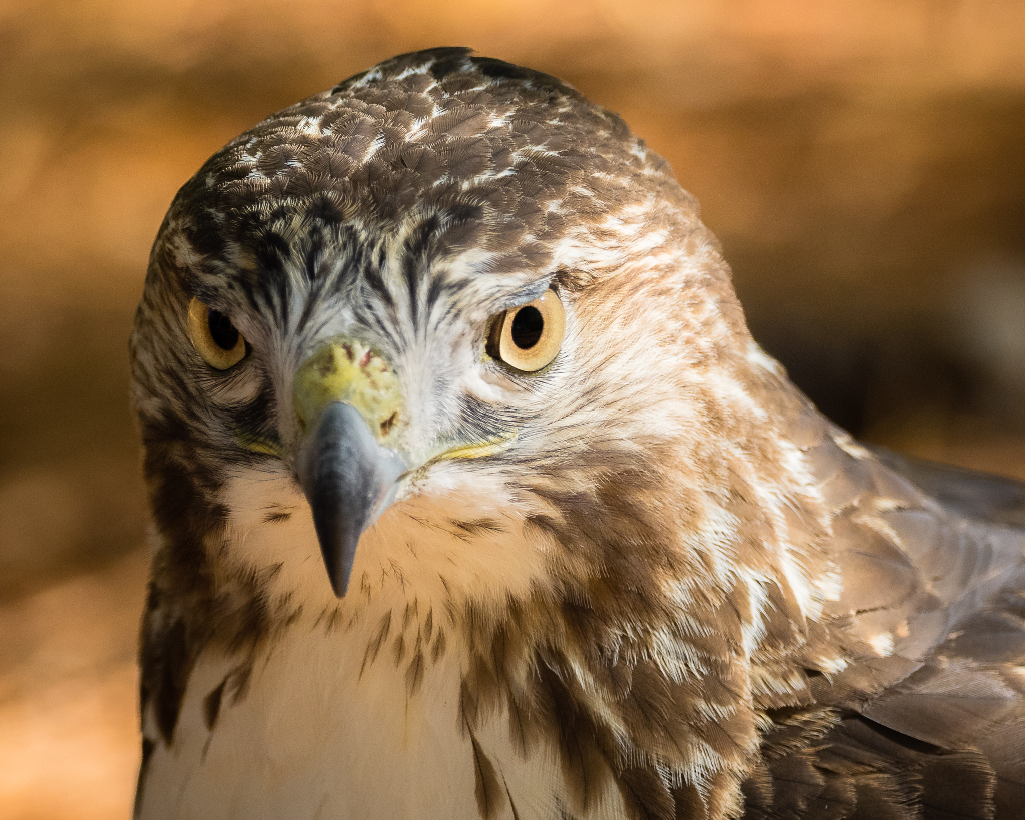 Olympus OM-D E-M1 + OLYMPUS M.300mm F4.0 sample photo. Juvenile red tailed hawk photography