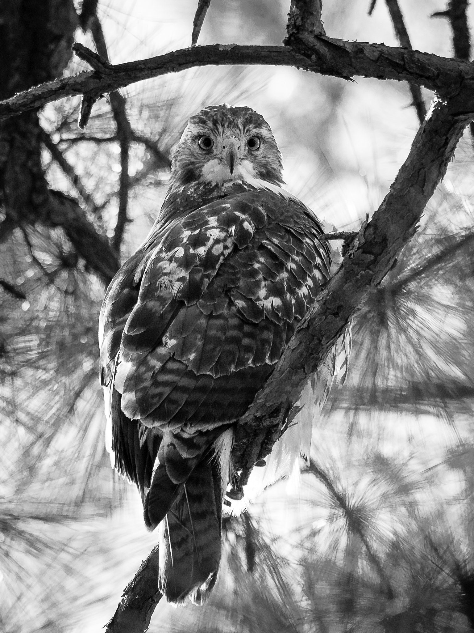 Olympus OM-D E-M1 + OLYMPUS M.300mm F4.0 sample photo. Juvenile red tailed hawk photography