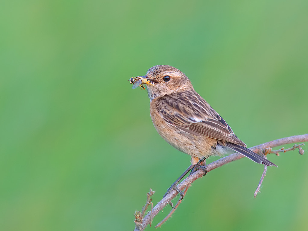 Canon EOS-1D Mark III + Canon EF 400mm f/2.8L sample photo. Stonechat female photography