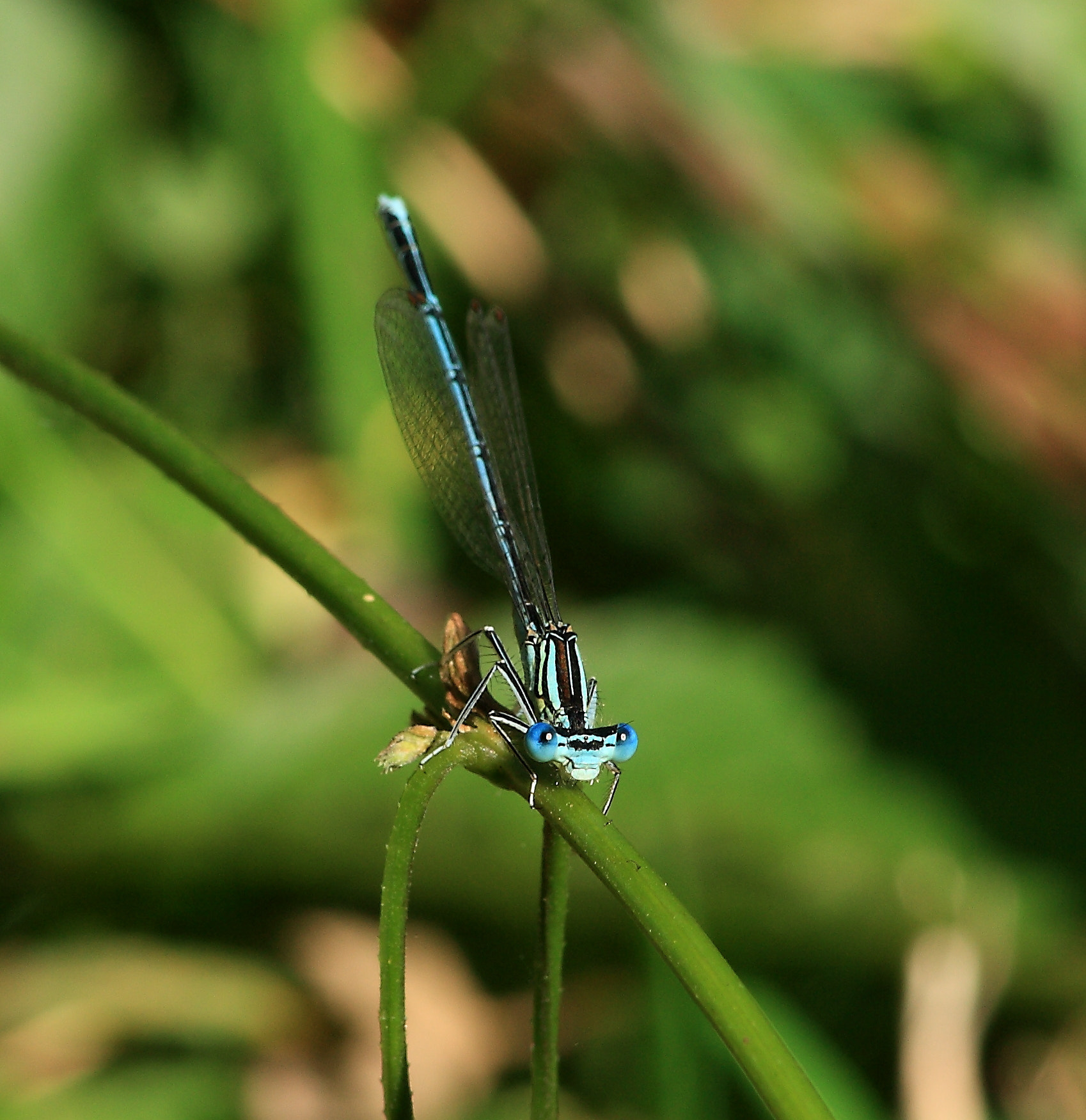 Canon EOS 1000D (EOS Digital Rebel XS / EOS Kiss F) sample photo. Blue dragonfly  photography