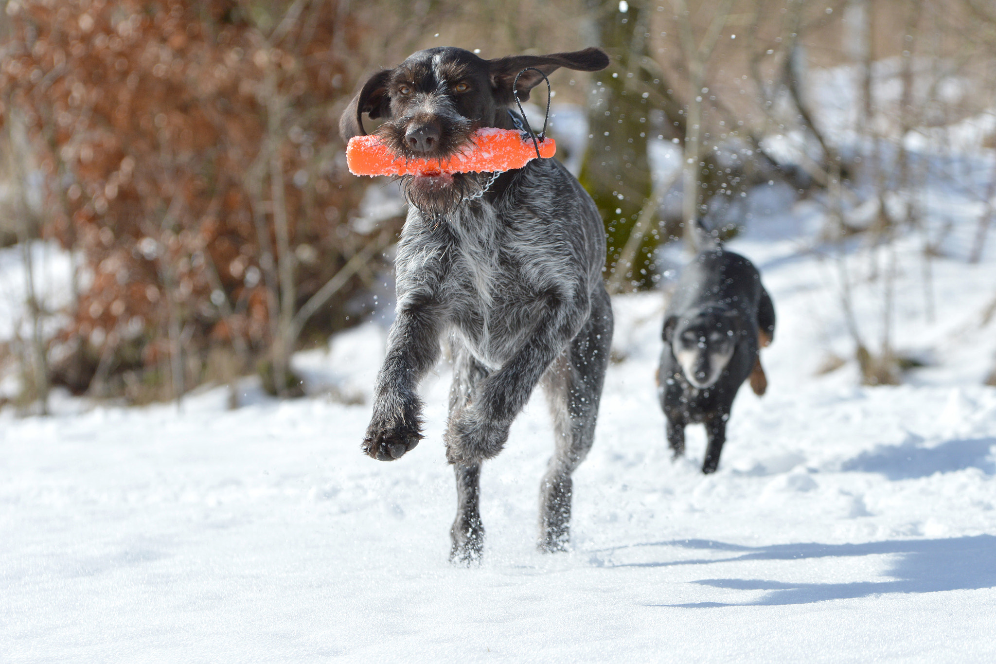 Nikon D3200 + Nikon AF-S Nikkor 24-70mm F2.8G ED sample photo. Dogs playing in snow photography