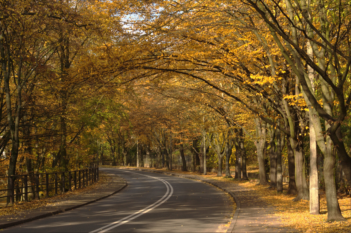 Canon EF 35-80mm f/4-5.6 sample photo. The road to the sunny land photography