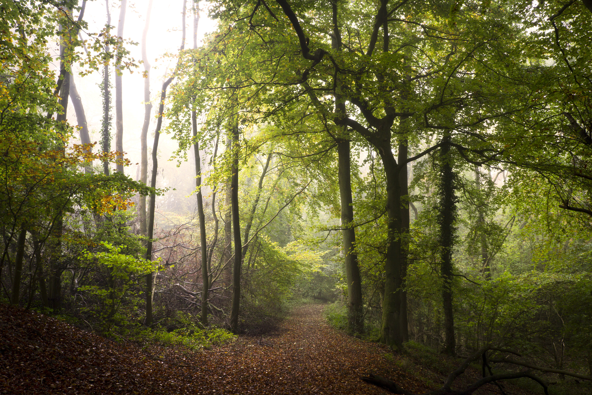 Canon EOS 60D sample photo. Autumn walk photography