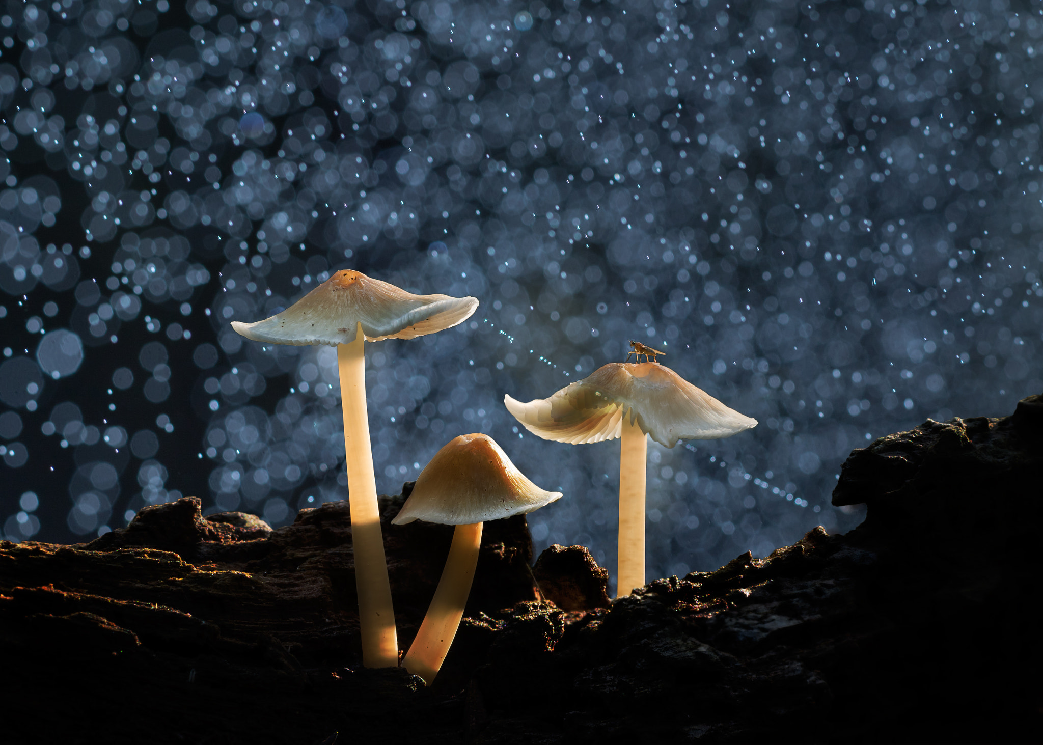 Canon EF 85mm F1.2L II USM sample photo. Foreign planet photography