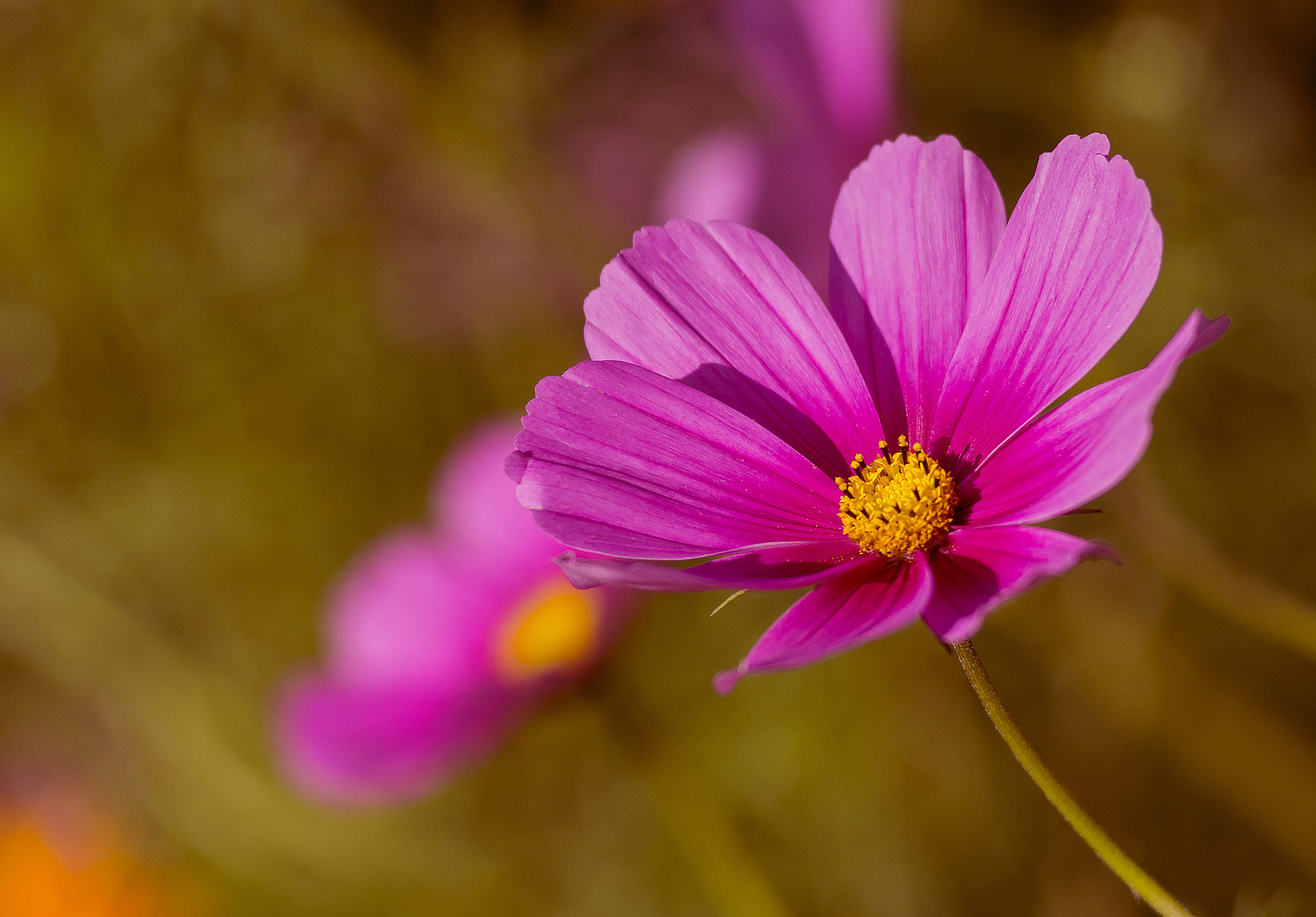 AF Zoom-Nikkor 80-200mm f/2.8 ED sample photo. Yellow crown photography
