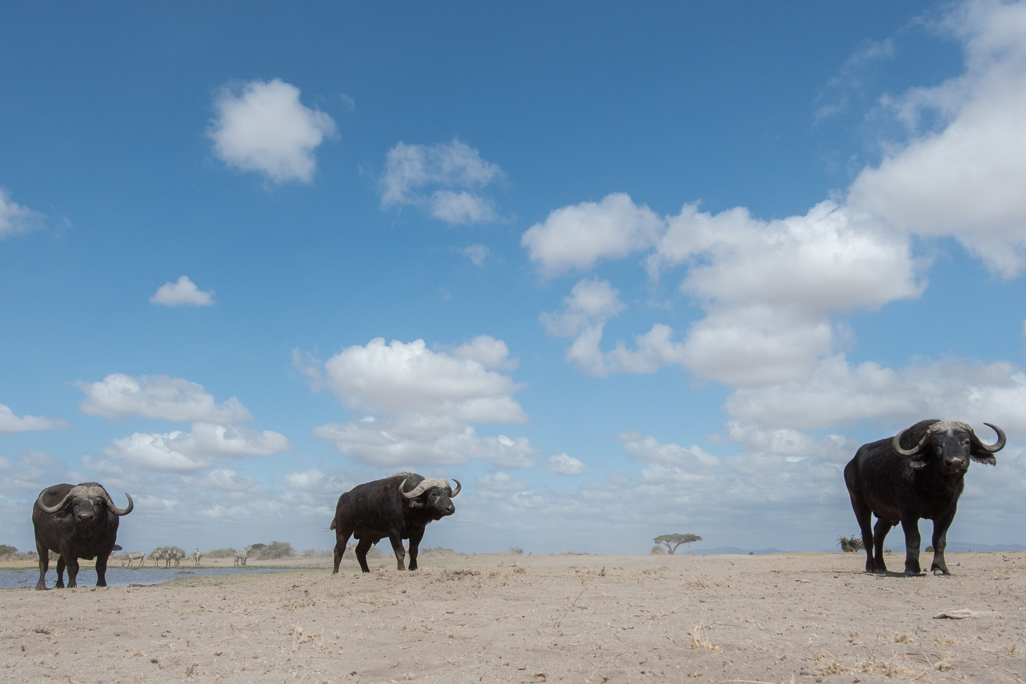Nikon AF-S Nikkor 14-24mm F2.8G ED sample photo. The lonely, old buffalo bulls are often referred t ... photography