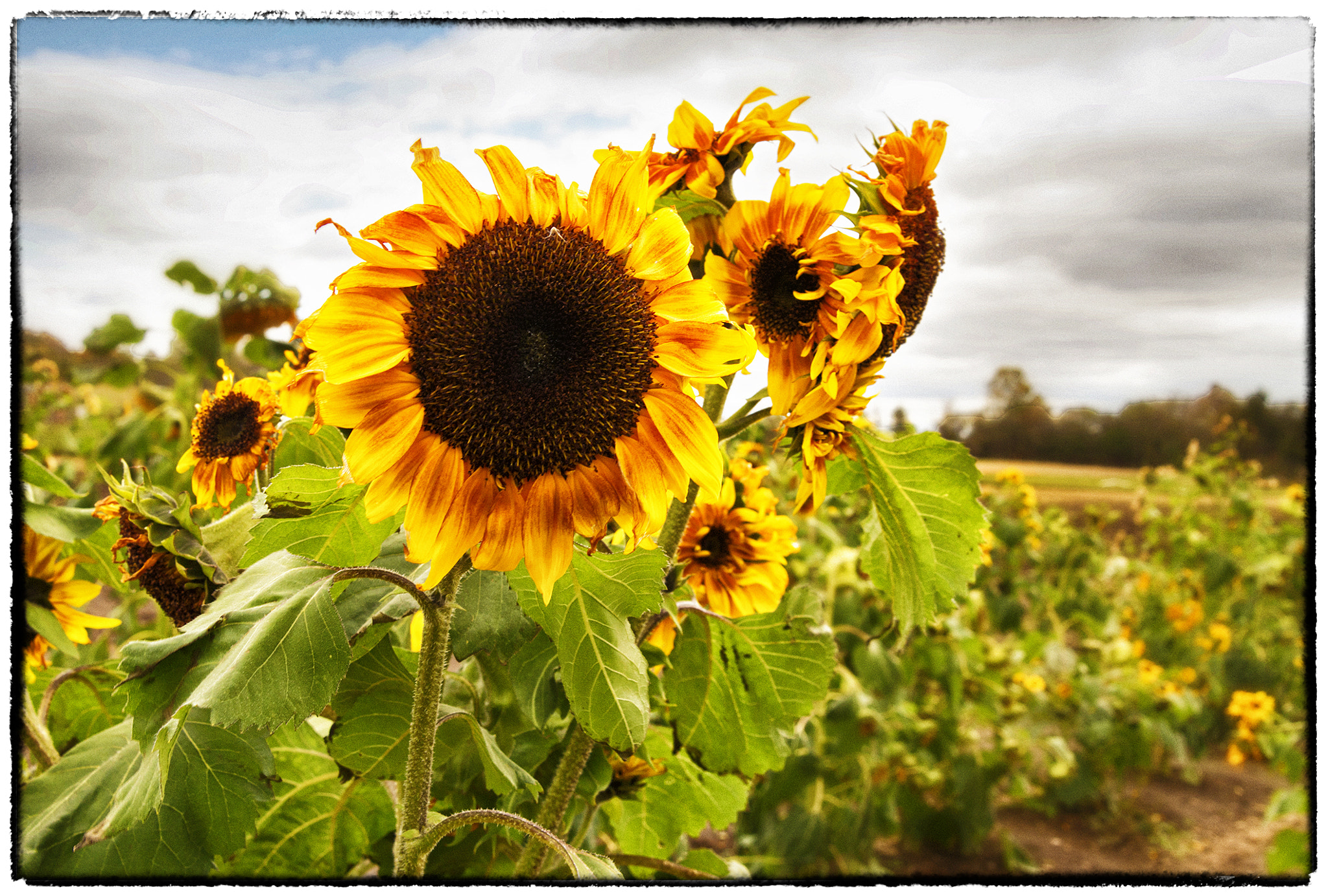 Nikon D3200 + Tamron AF 28-75mm F2.8 XR Di LD Aspherical (IF) sample photo. Sunflowers photography