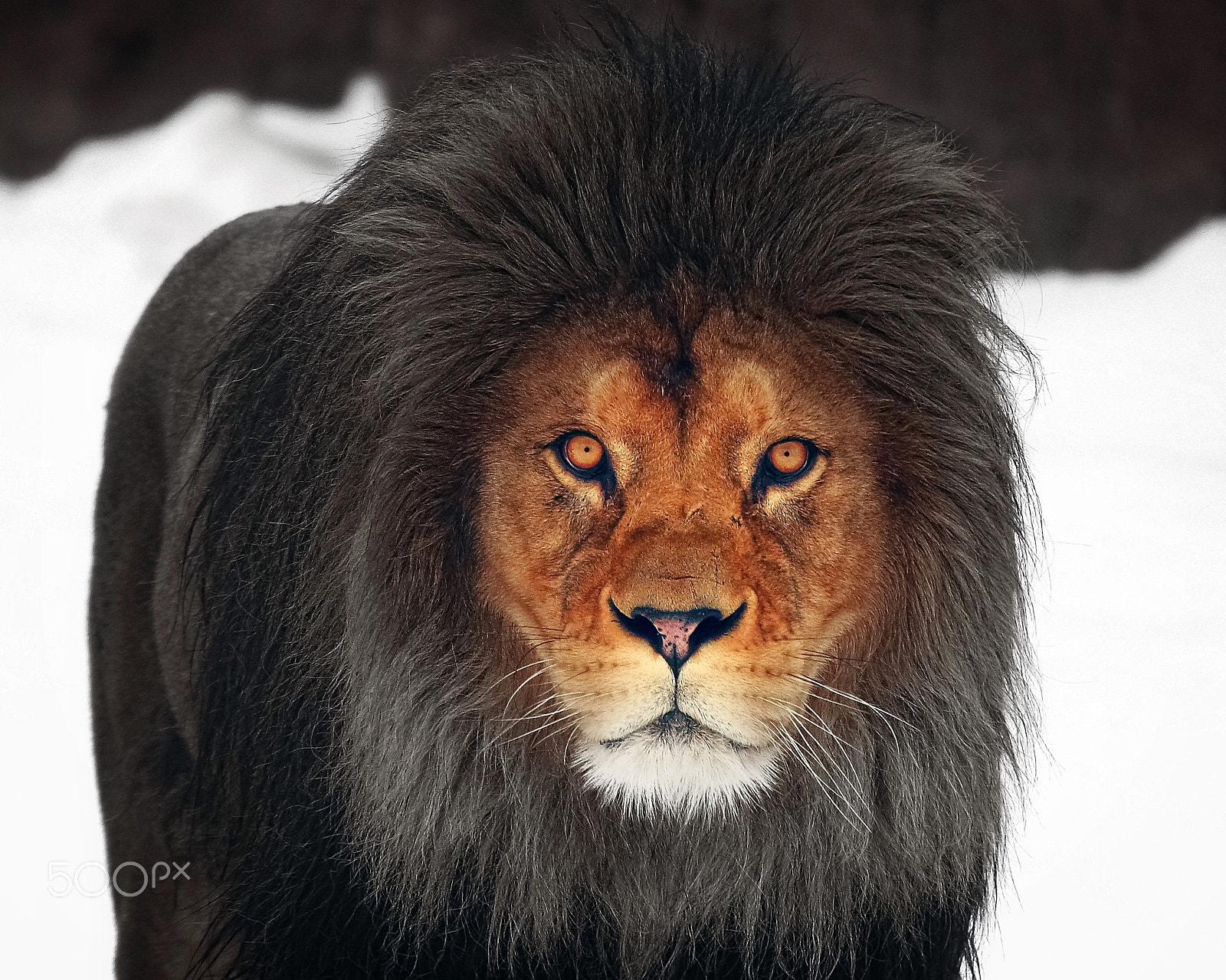 Canon EF 70-200mm F2.8L IS II USM sample photo. Winter glow .... photography