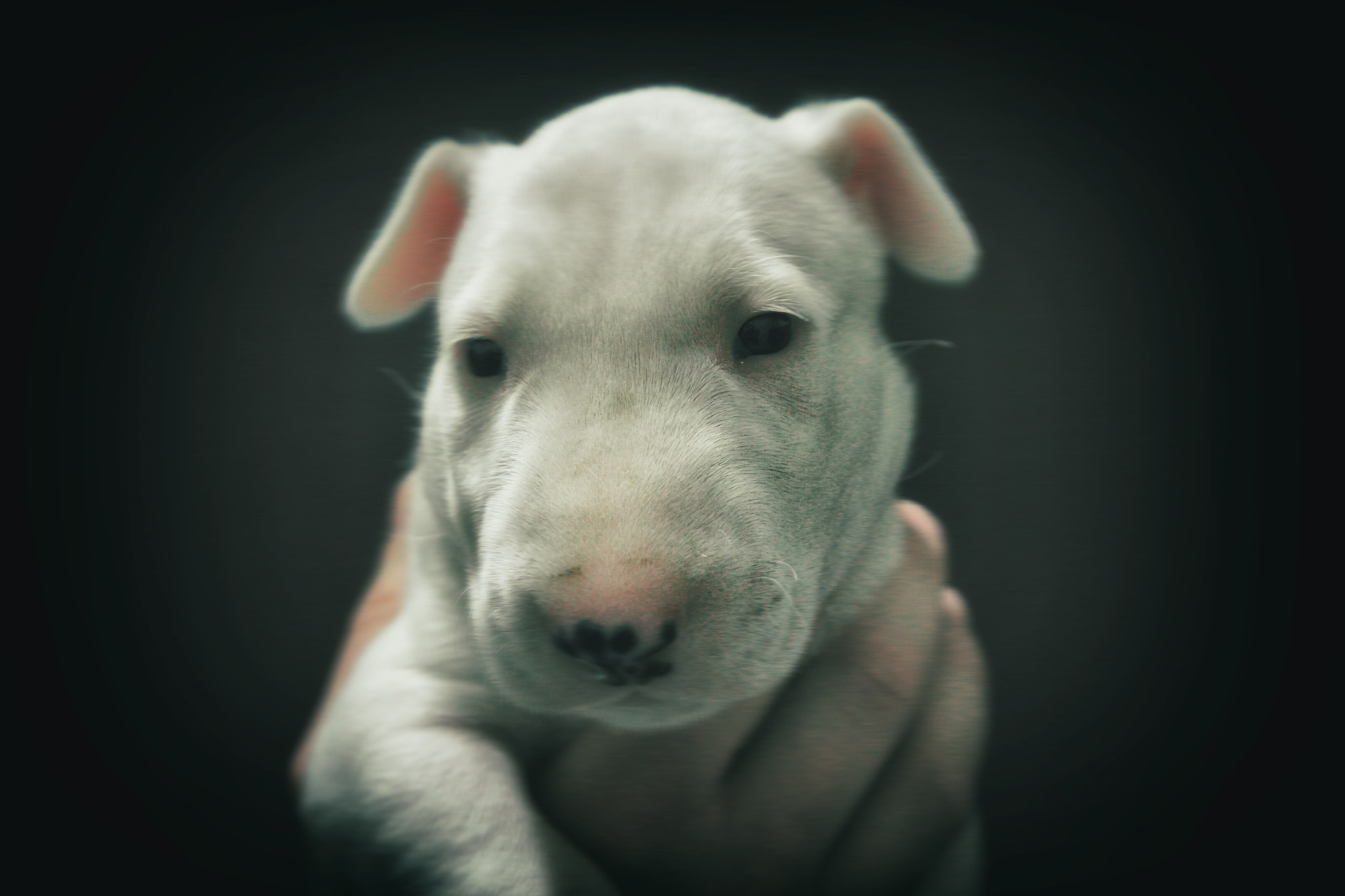Samsung NX500 + Samsung NX 16-50mm F3.5-5.6 Power Zoom ED OIS sample photo. Baby dog bull terrer photography