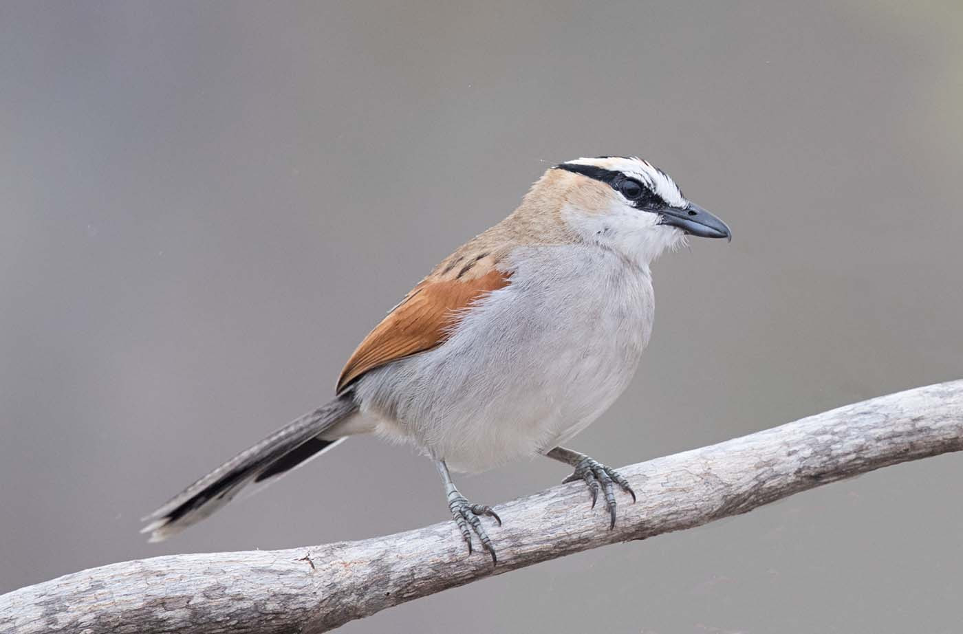 Canon EF 500mm F4L IS II USM sample photo. Southern white crowned shrike photography