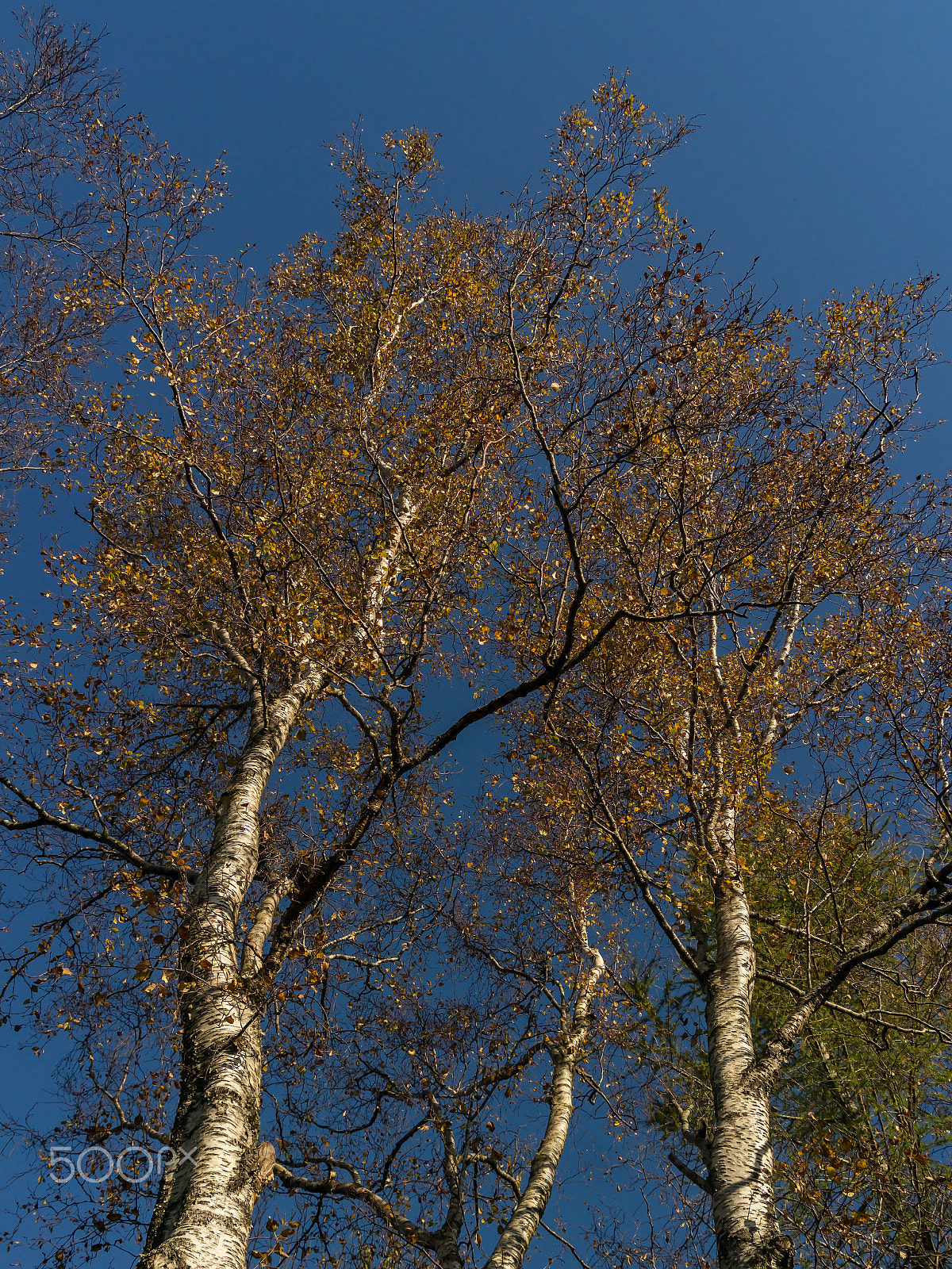 Samsung NX30 + Samsung NX 18-55mm F3.5-5.6 OIS sample photo. Autumn photography