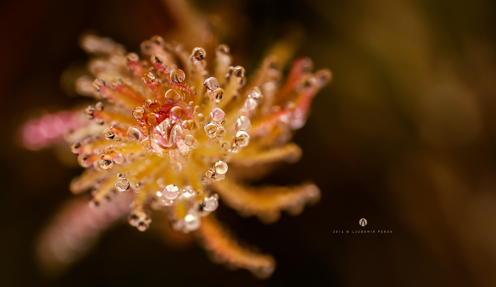 Fujifilm X-T1 + ZEISS Touit 50mm F2.8 sample photo. Autumn drops 4 photography