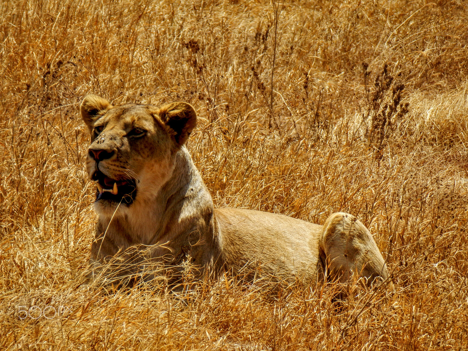 Olympus SZ-31MR sample photo. Lioness  photography