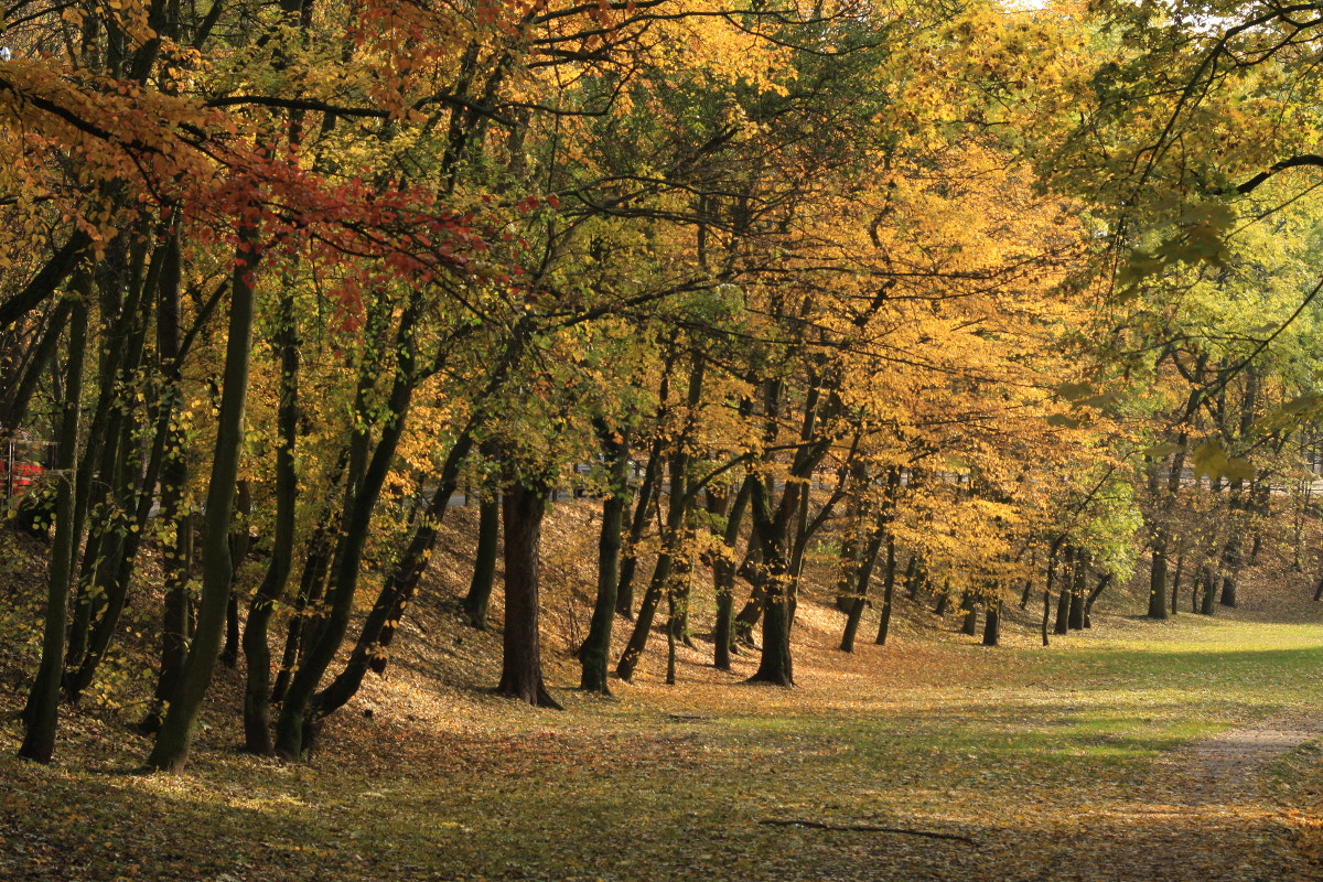 Canon EF 35-80mm f/4-5.6 sample photo. The path of colors photography