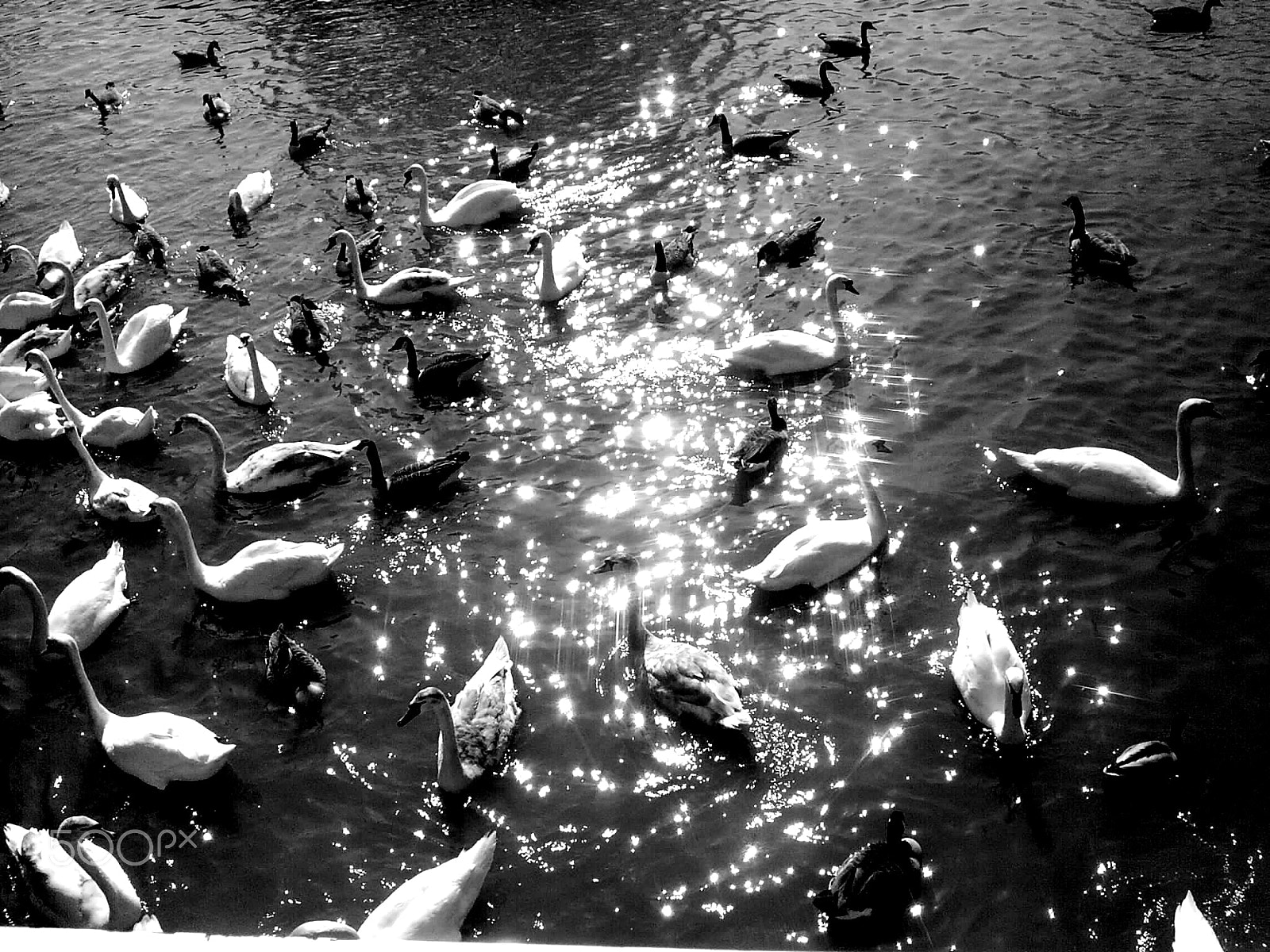 Samsung Digimax A402 sample photo. Swans at stratford upon avon photography