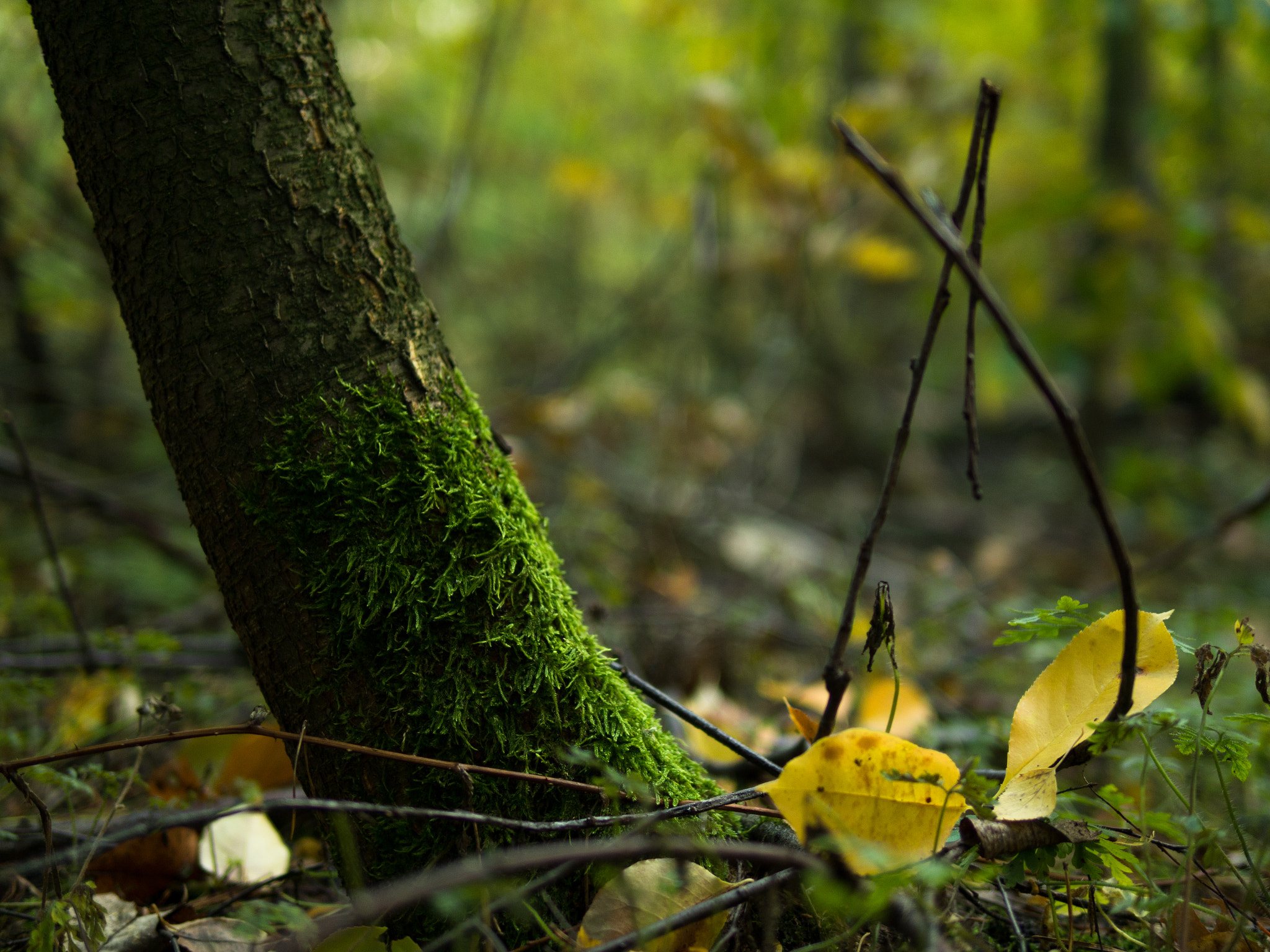 Olympus OM-D E-M10 + Panasonic Leica DG Summilux 25mm F1.4 II ASPH sample photo. Pin of green photography