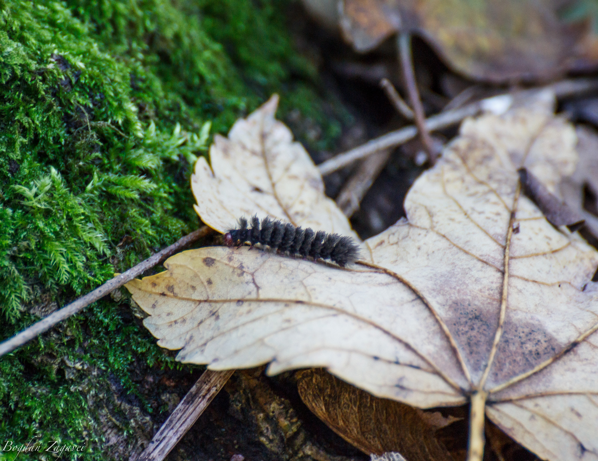 Tamron SP 35mm F1.8 Di VC USD sample photo. Catterpillar photography
