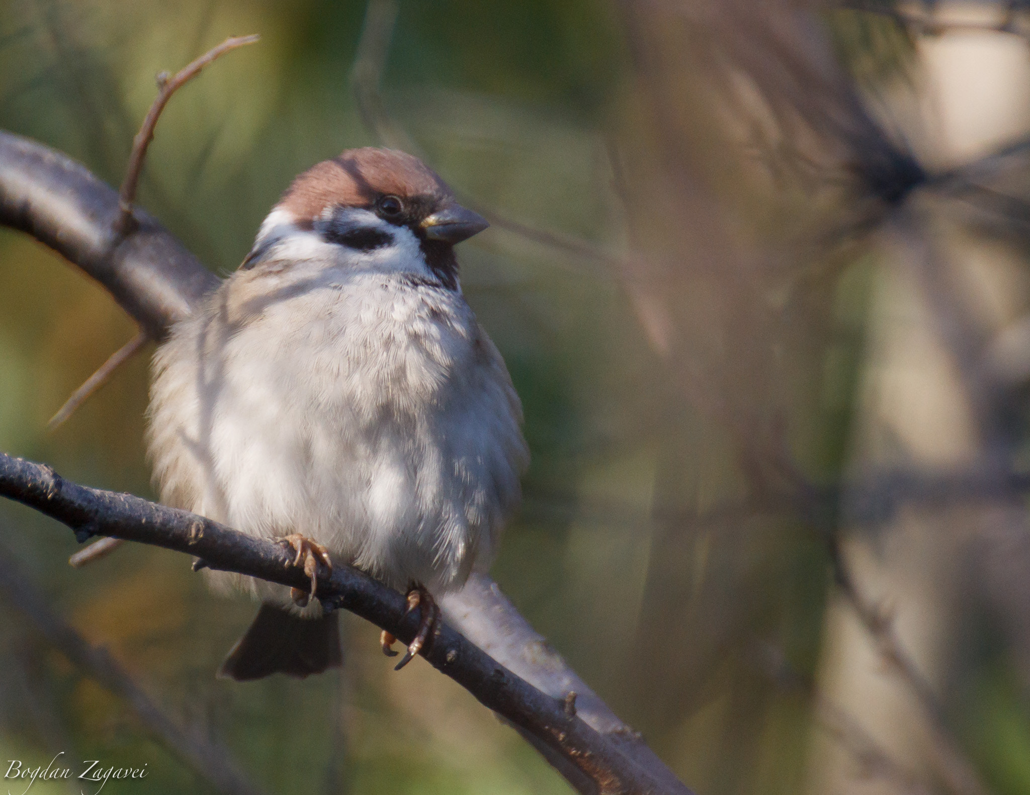Tamron SP 35mm F1.8 Di VC USD sample photo. Eurasian tree sparrow (passer montanus) photography