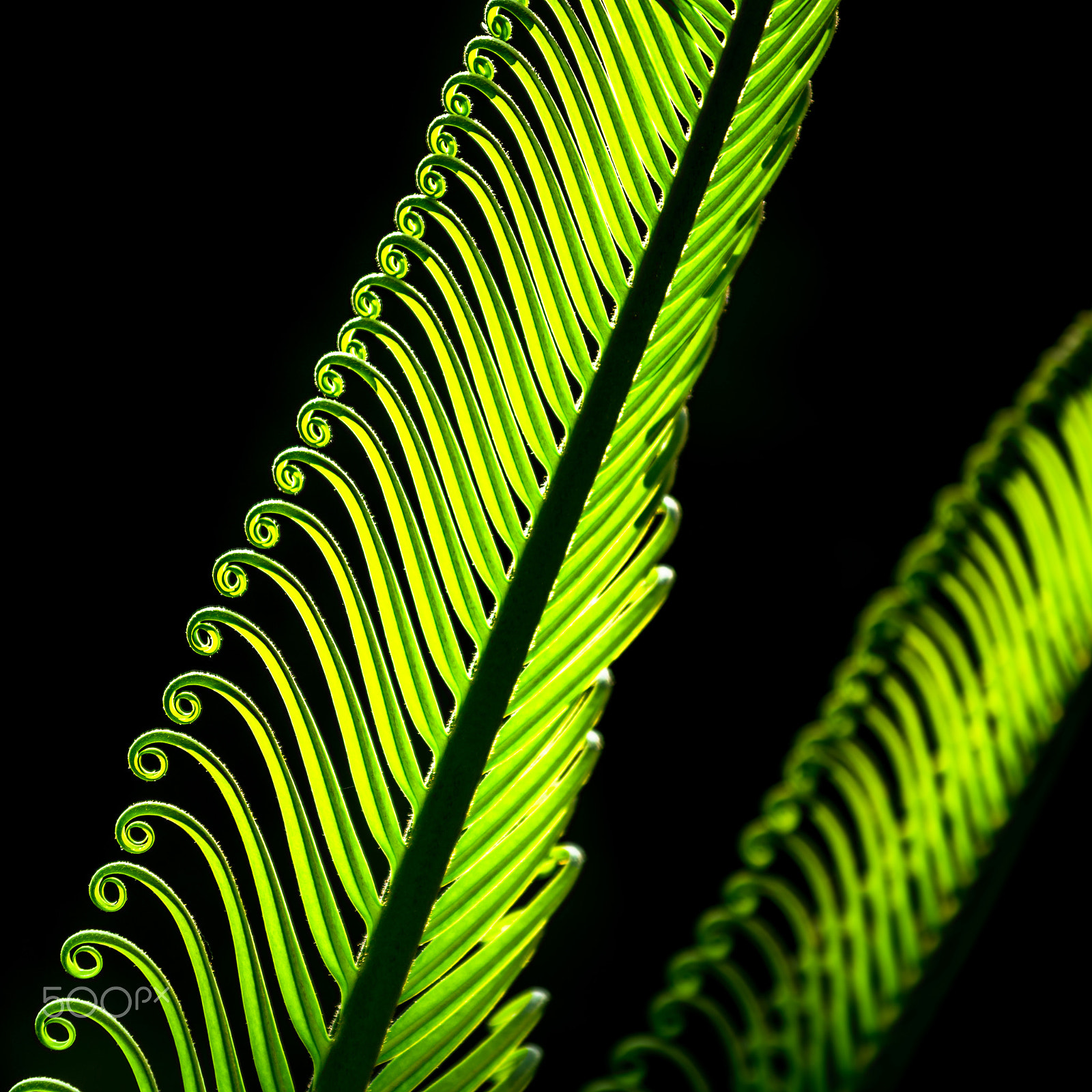 Nikon AF-S Nikkor 70-200mm F4G ED VR sample photo. La natura disegna                   dsc photography
