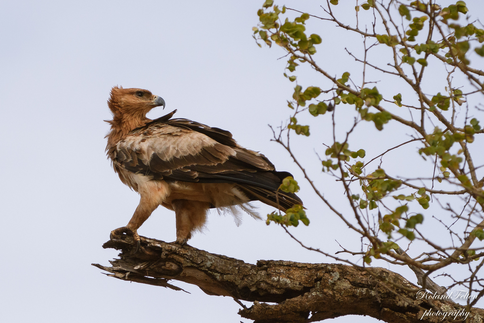 Nikon AF-S Nikkor 200-400mm F4G ED-IF VR sample photo. Proud eagle photography