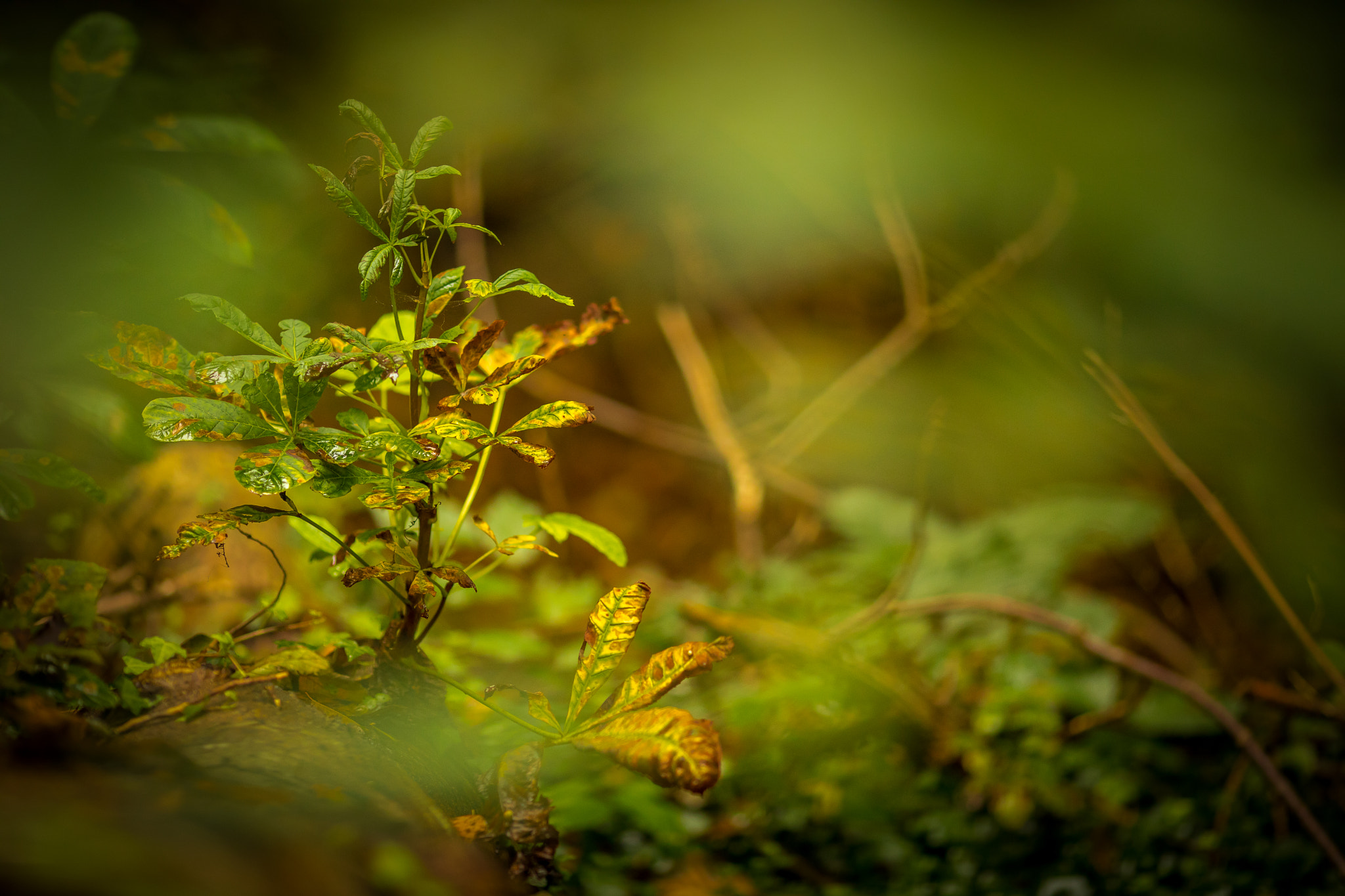 Canon EOS 5D Mark IV + Canon EF 135mm F2L USM sample photo. Autumn photography