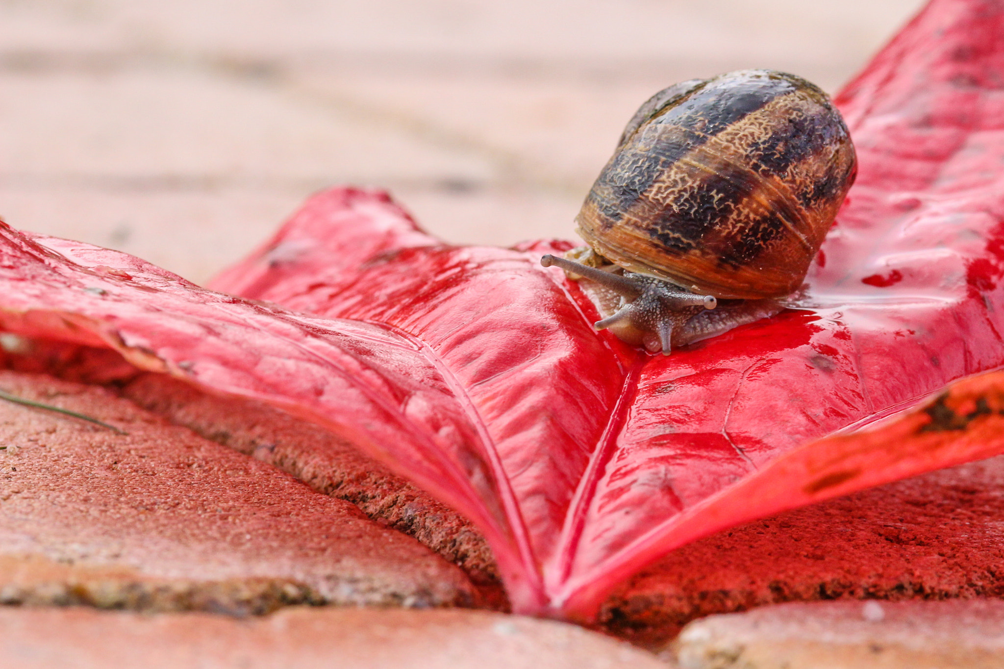 Sigma 105mm F2.8 EX DG OS HSM sample photo. Snail on the vine leaf photography