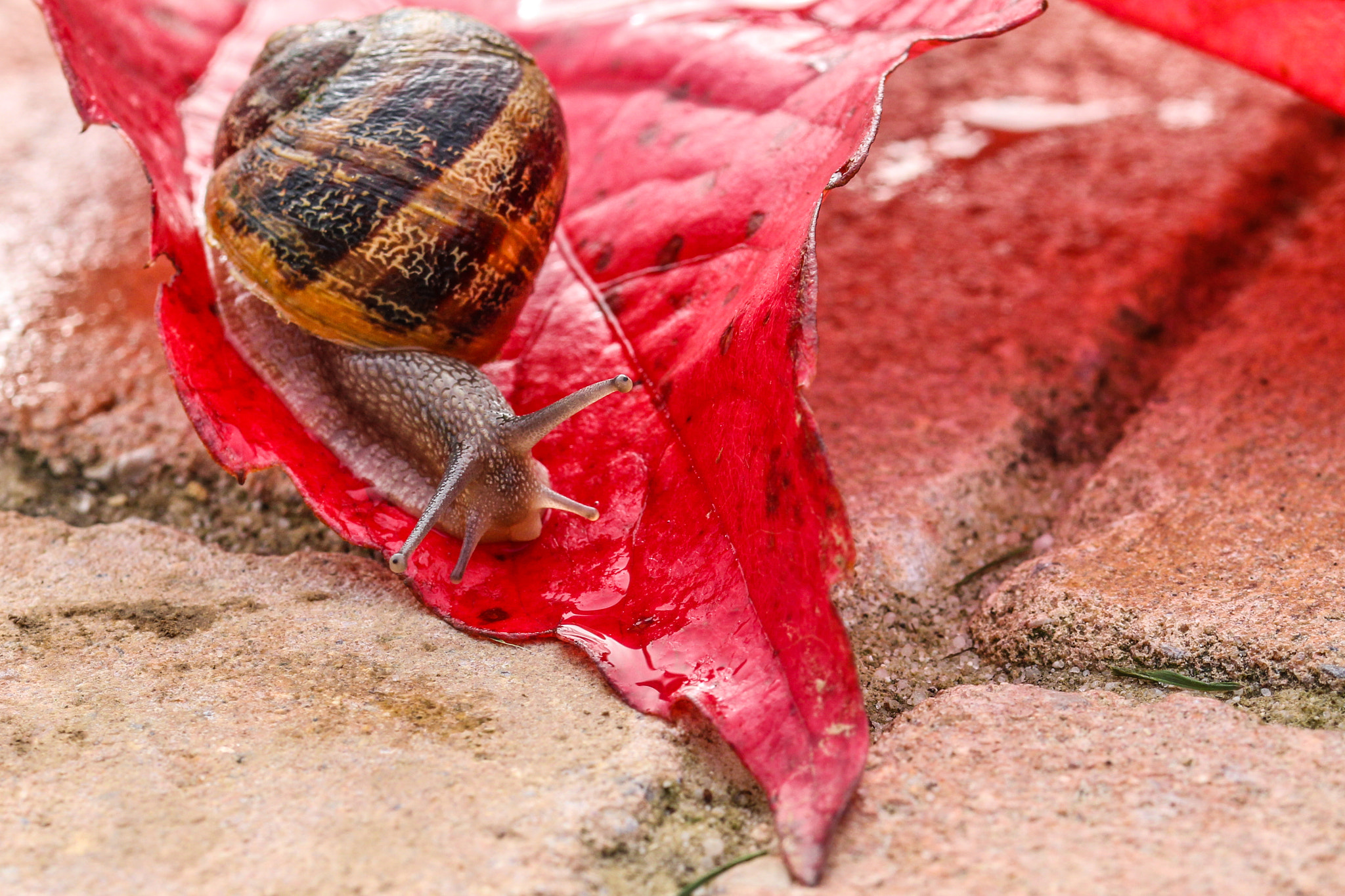 Sigma 105mm F2.8 EX DG OS HSM sample photo. Snail on the vine leaf photography