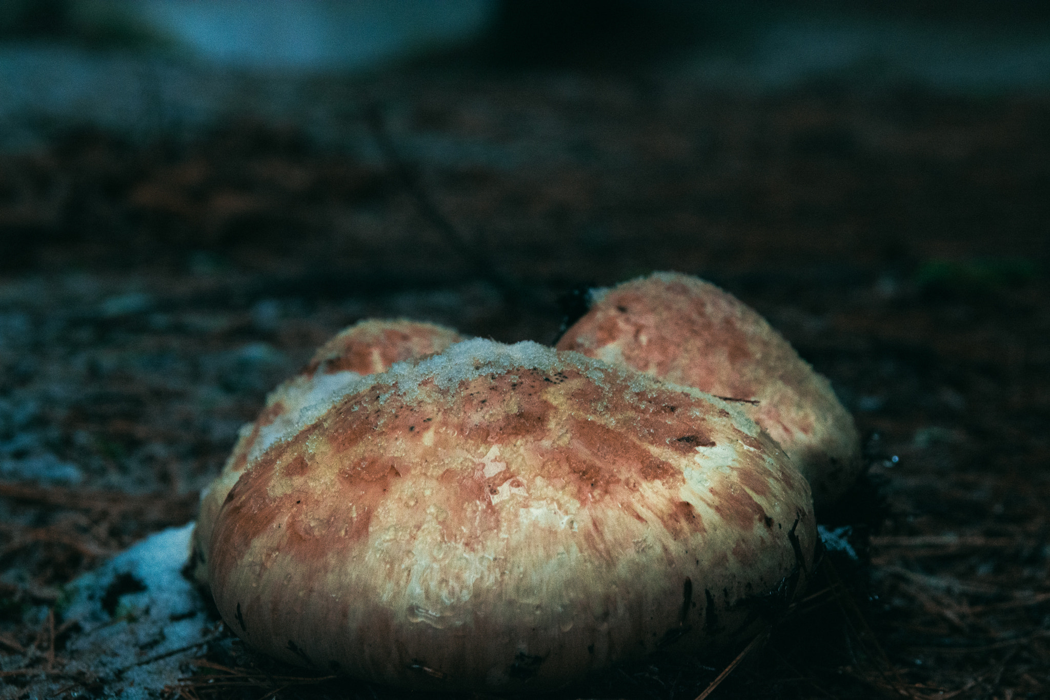 Sigma 17-70mm F2.8-4 DC Macro OS HSM sample photo. Fungus photography