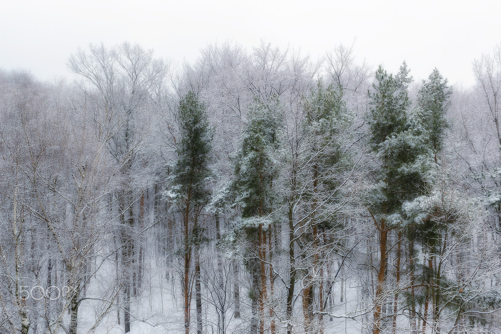 Nikon AF-S Nikkor 24-70mm F2.8G ED sample photo. Winter forest photography
