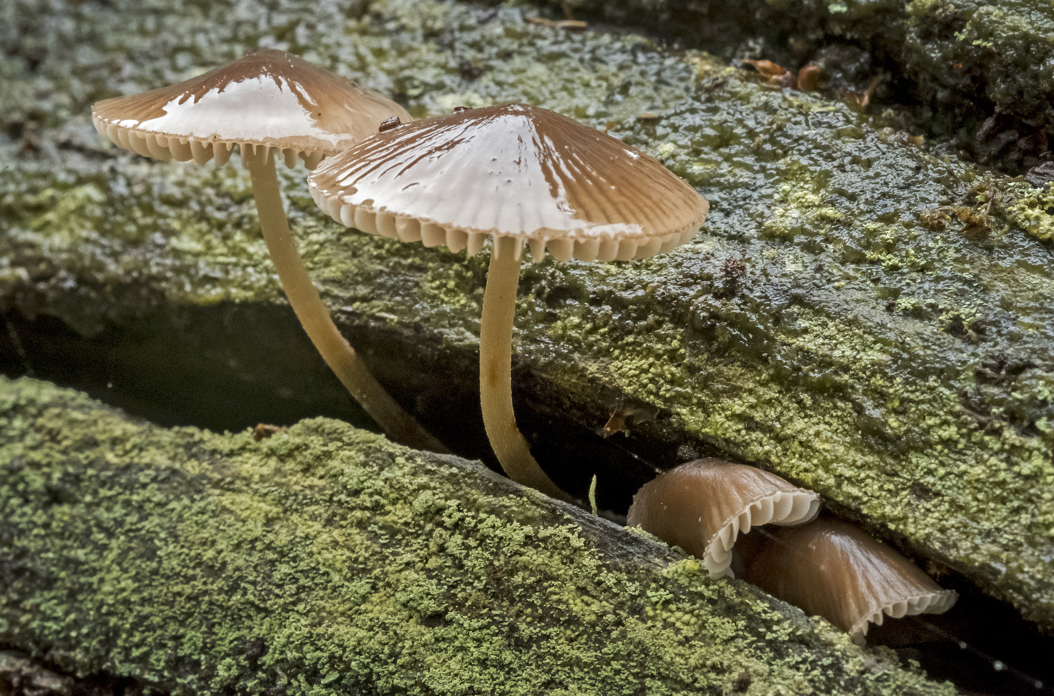 Fujifilm X-T2 + Fujifilm XF 60mm F2.4 R Macro sample photo. Fungi photography