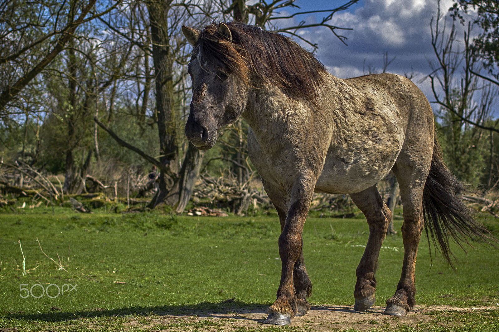 Canon EOS 60D + Tamron AF 70-300mm F4-5.6 Di LD Macro sample photo. Konik horse in the wilderness photography