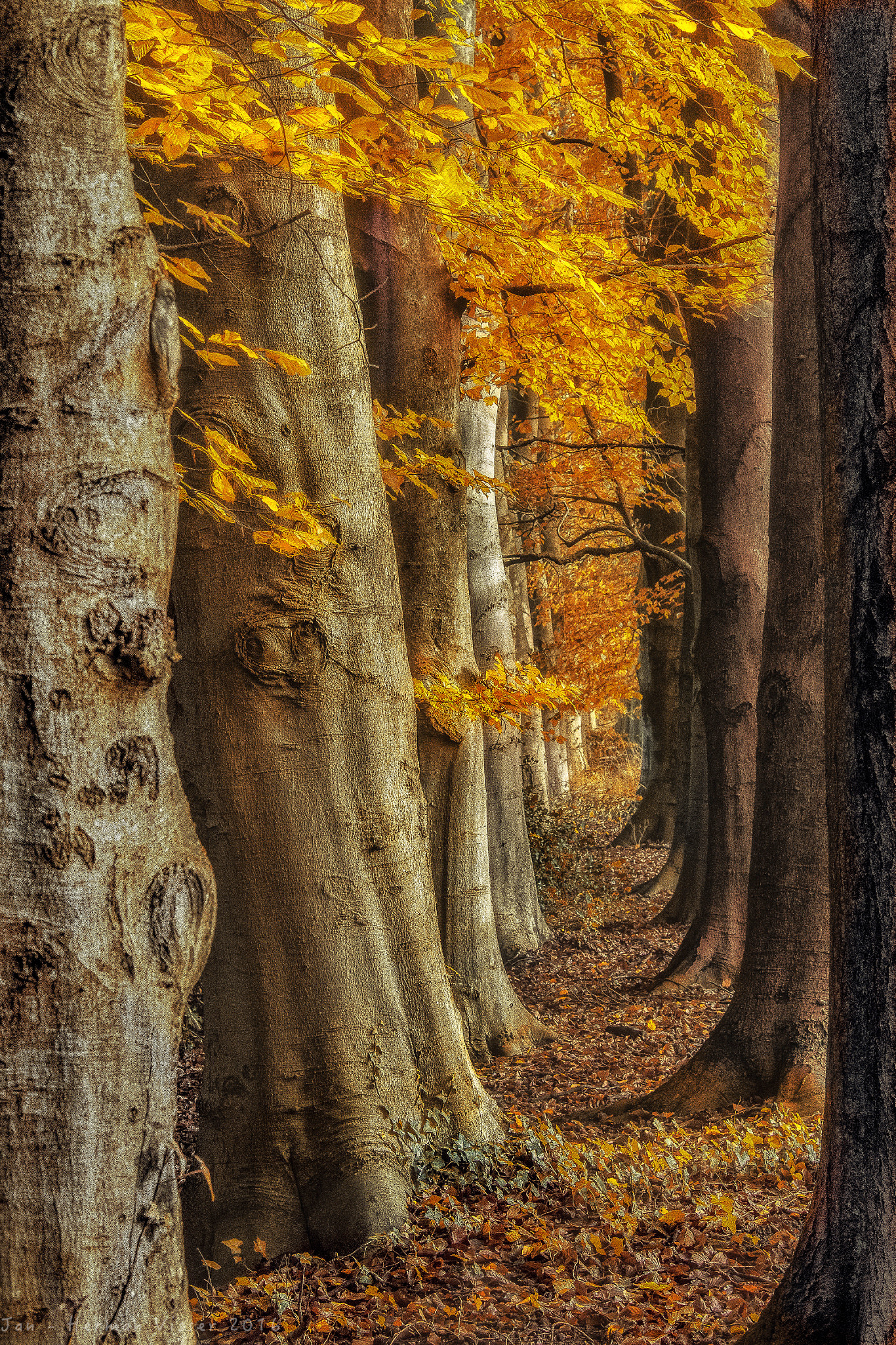 Canon EF 50-200mm f/3.5-4.5 sample photo. Goldface... photography