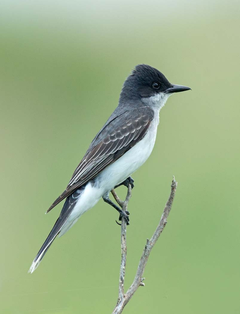 Canon EF 500mm F4L IS II USM sample photo. Eastern kingbird photography
