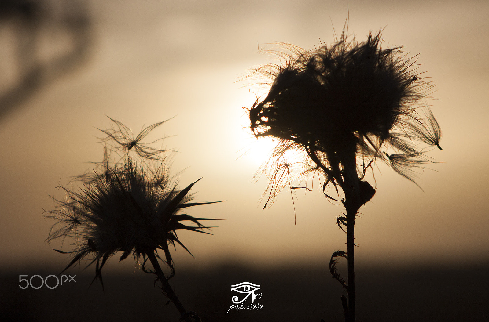 Canon EF 28-105mm f/3.5-4.5 USM sample photo. Silybum marianum photography