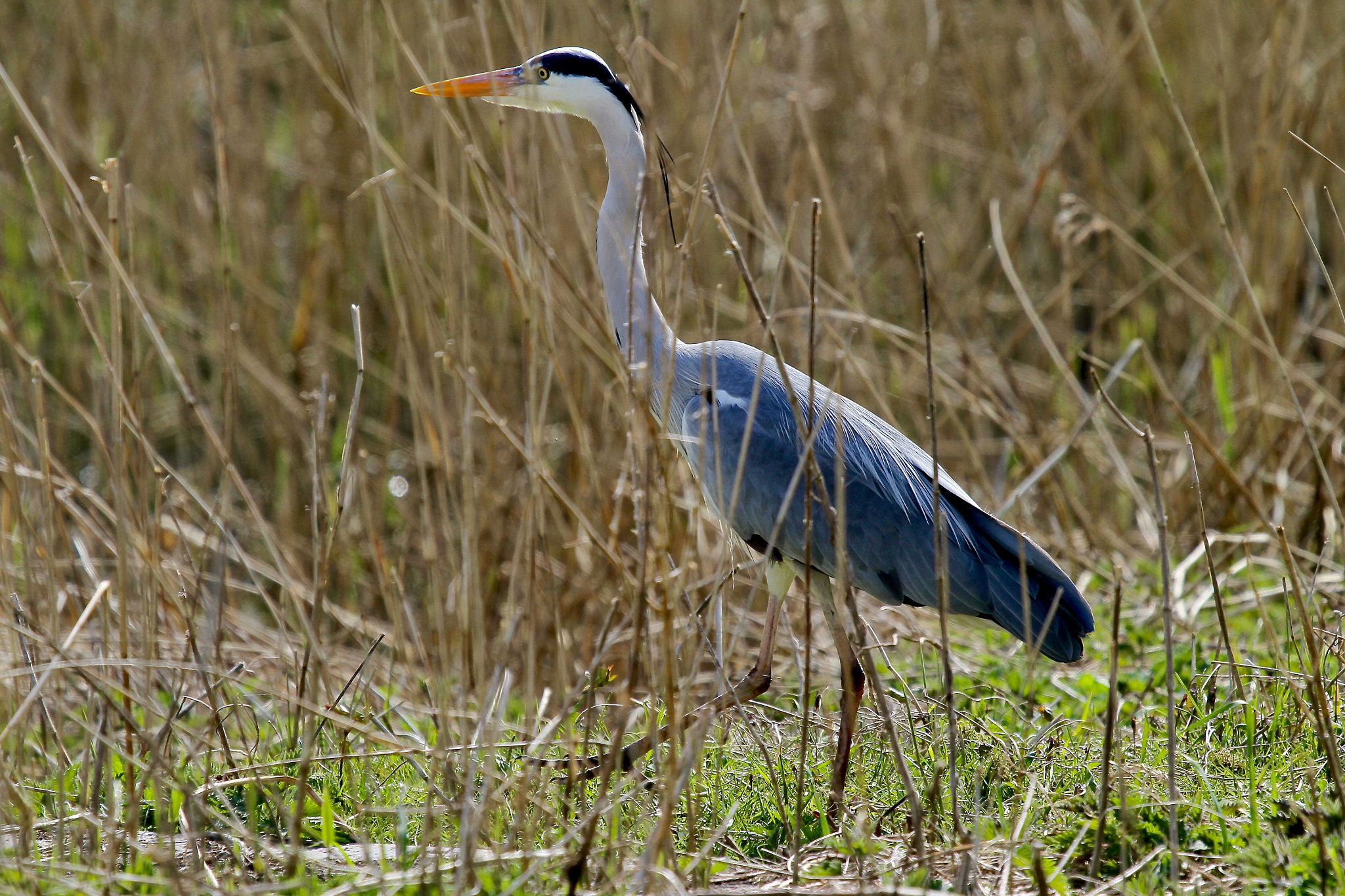 Canon EF 100-400mm F4.5-5.6L IS USM sample photo. Step by step photography
