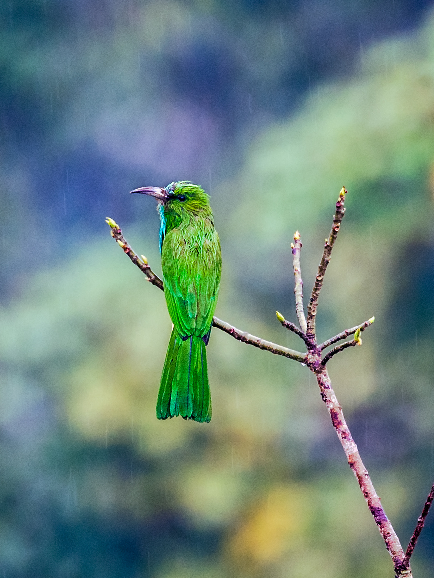 Nikon AF-S Nikkor 800mm F5.6E FL ED VR sample photo. Blue-bearded bee eater photography