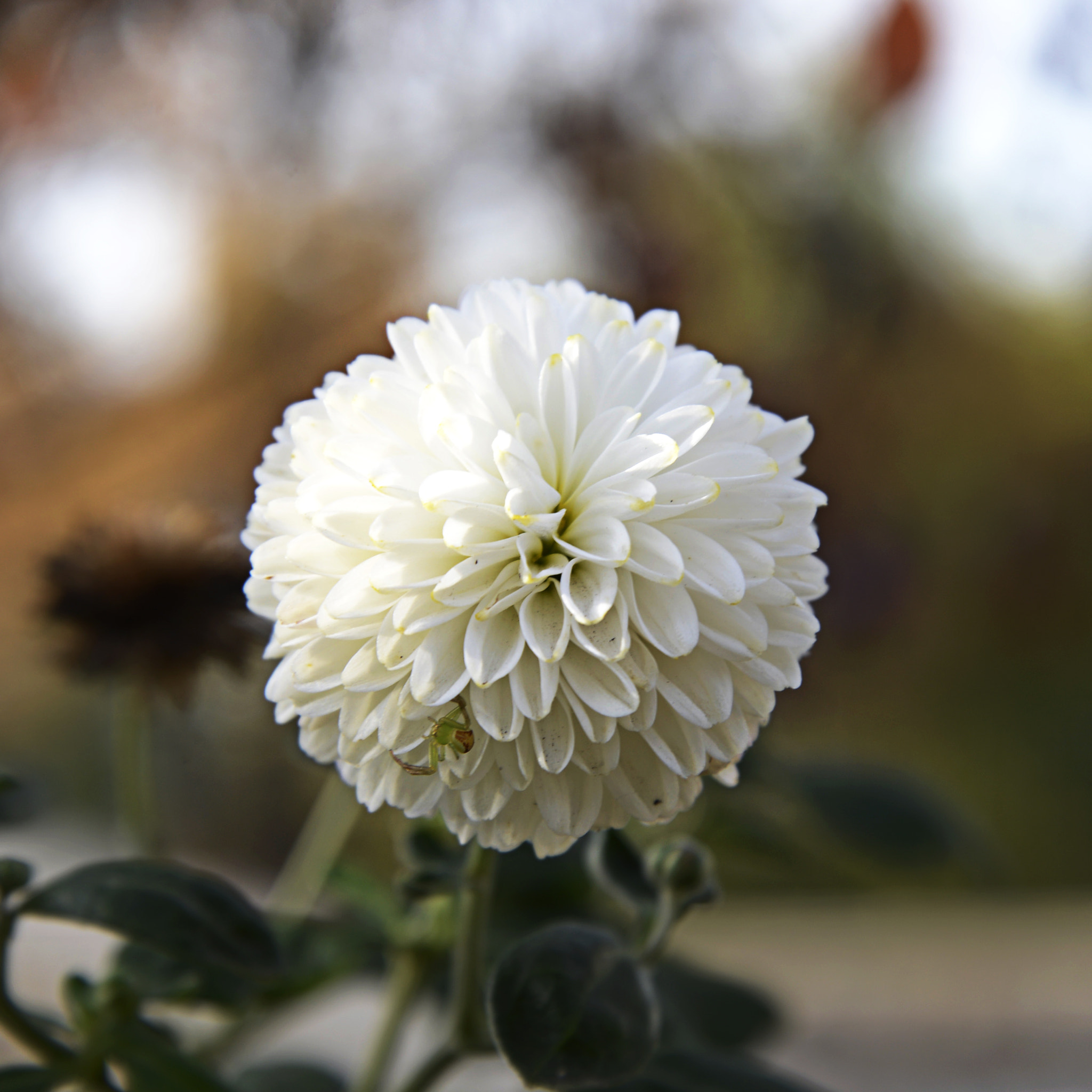 Nikon D600 sample photo. Chrysanthemum photography