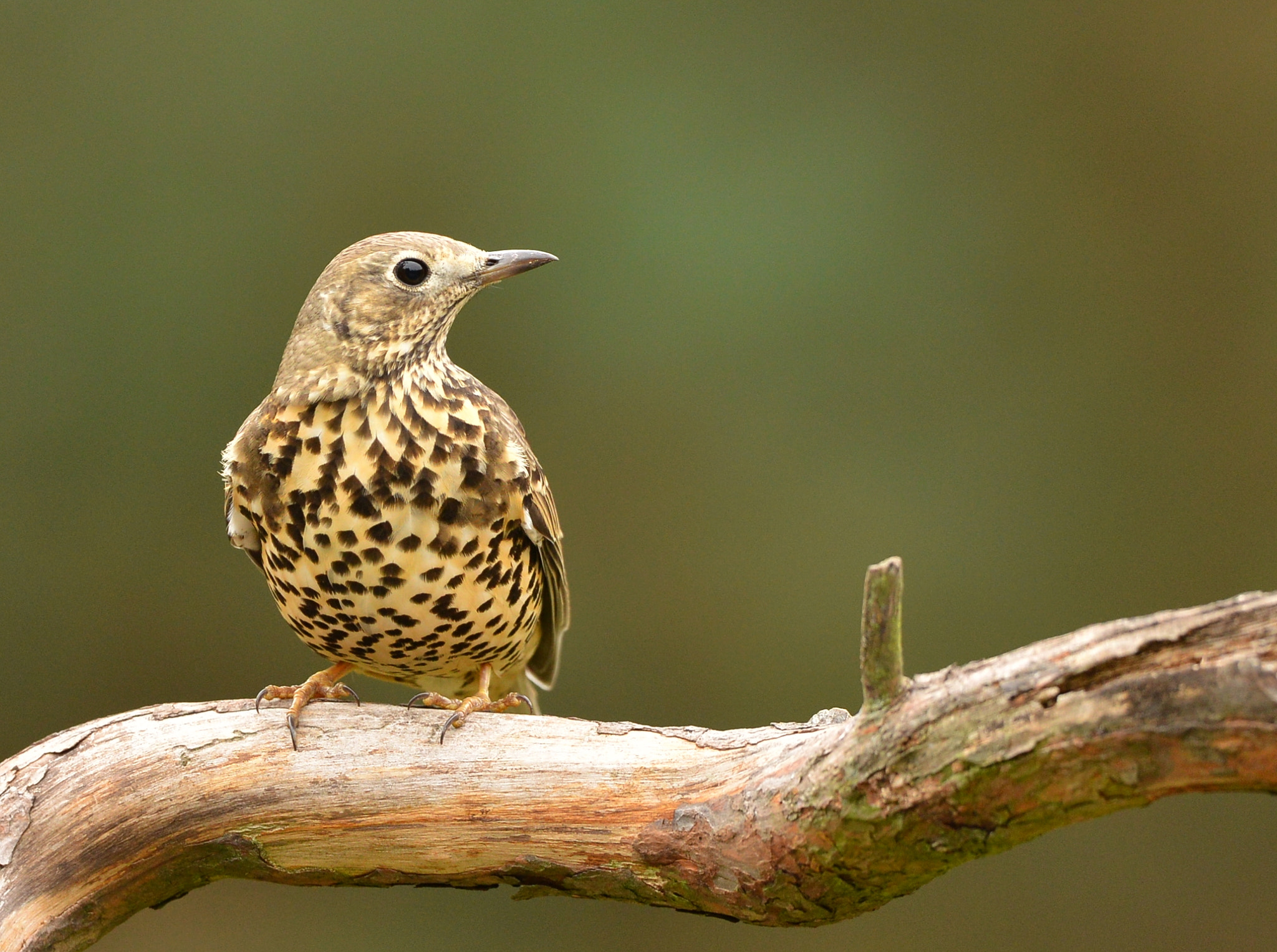 Nikon D600 + Nikon AF-S Nikkor 500mm F4G ED VR sample photo. Zanglijster photography