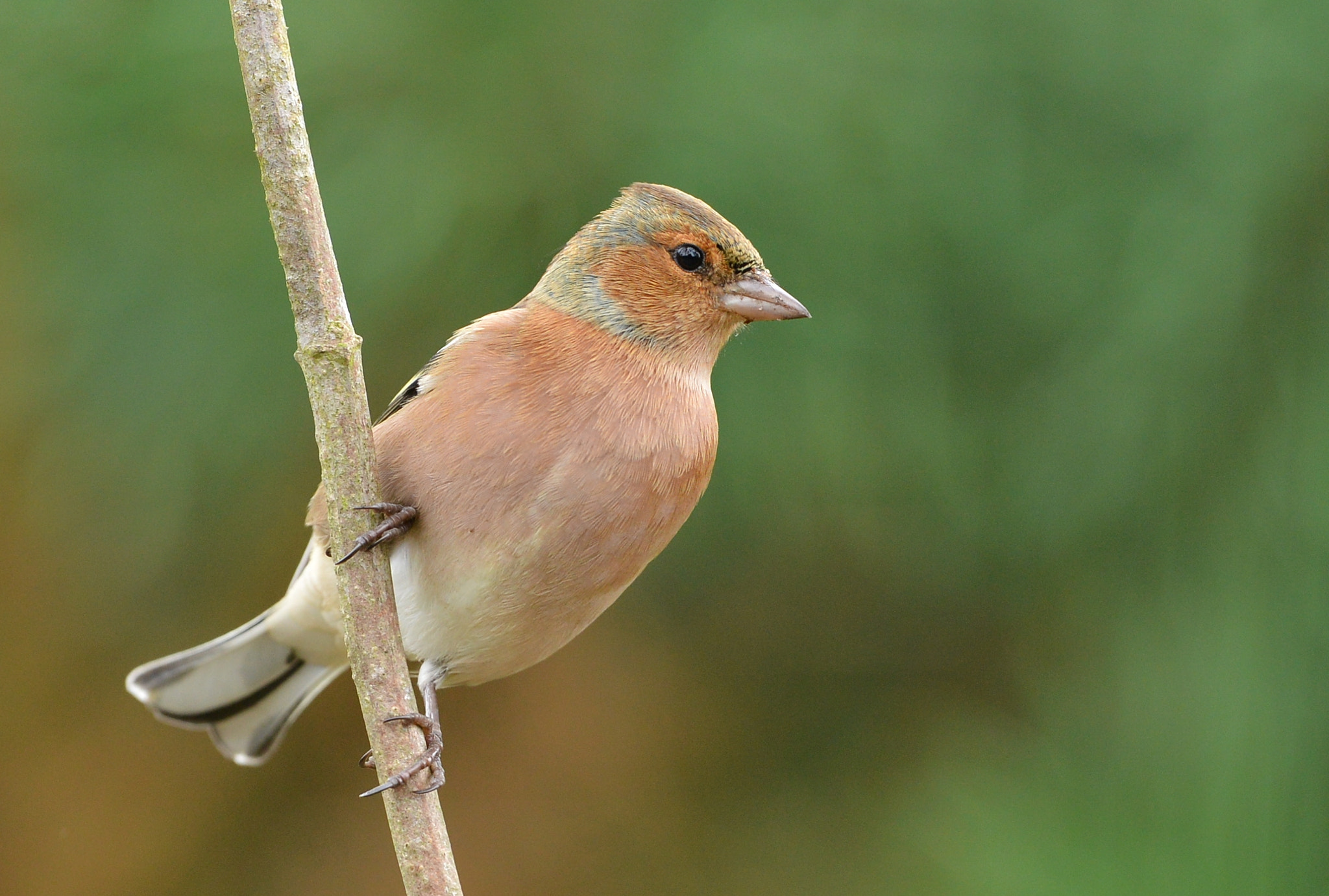 Nikon D600 + Nikon AF-S Nikkor 500mm F4G ED VR sample photo. Vink photography