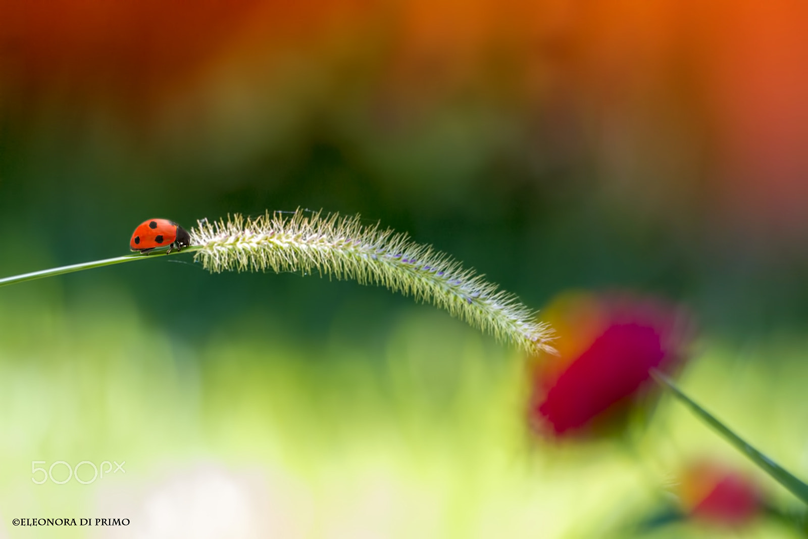 Canon EF 180mm F3.5L Macro USM sample photo. A bridge... photography