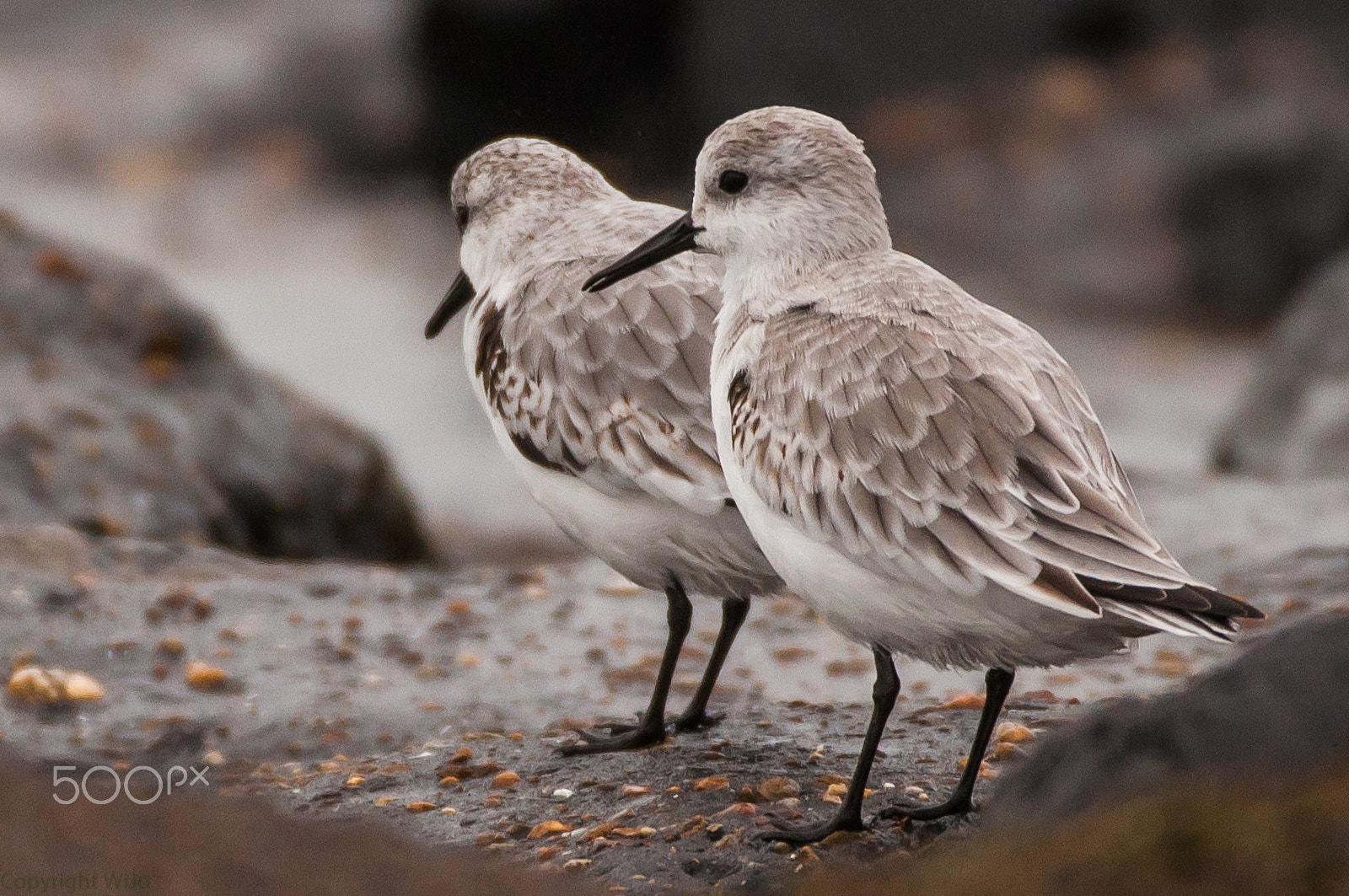 Sigma 150-600mm F5-6.3 DG OS HSM | C sample photo. Sanderling / drieteenstrandloper photography