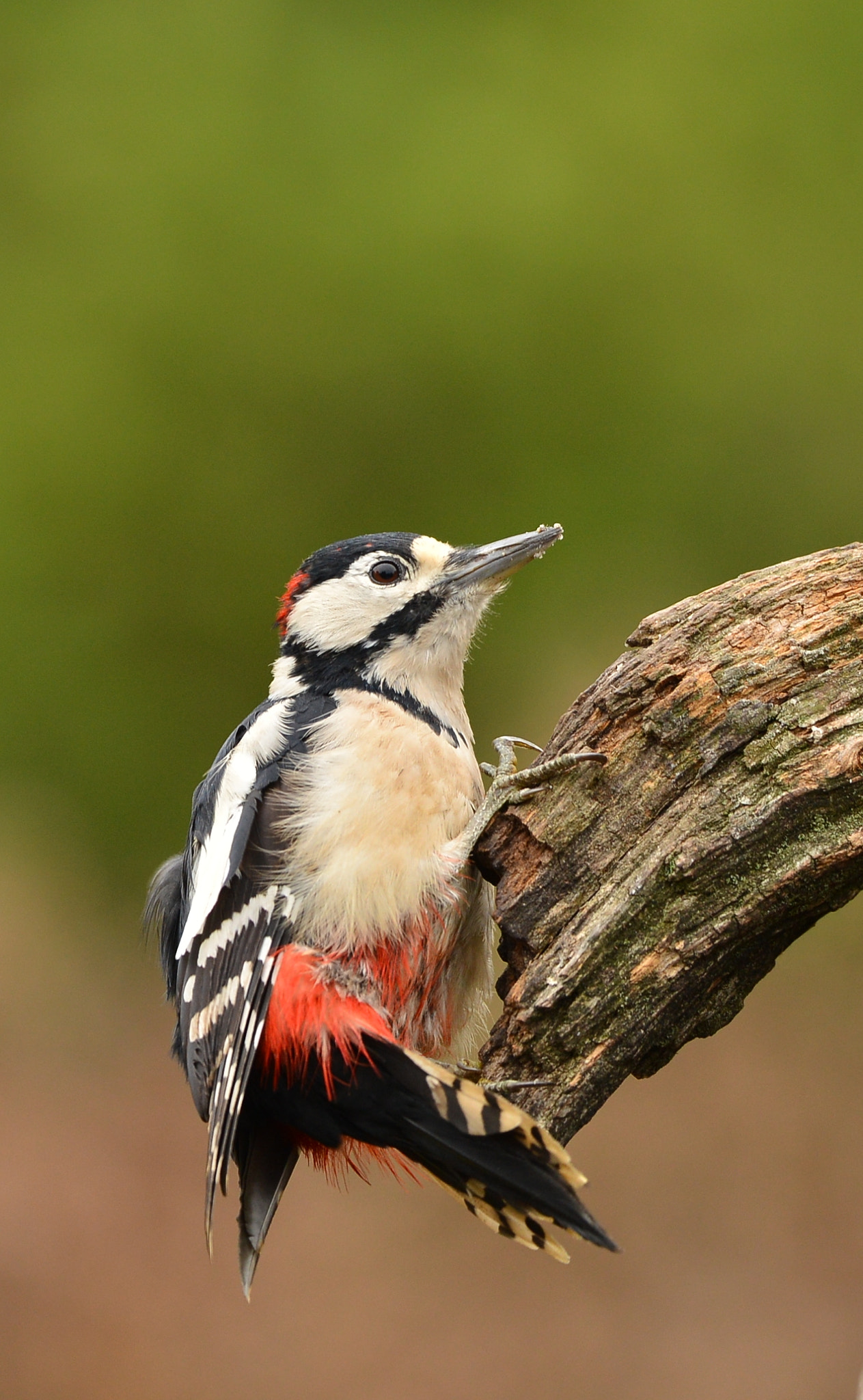 Nikon D600 + Nikon AF-S Nikkor 500mm F4G ED VR sample photo. Grote bonte specht photography