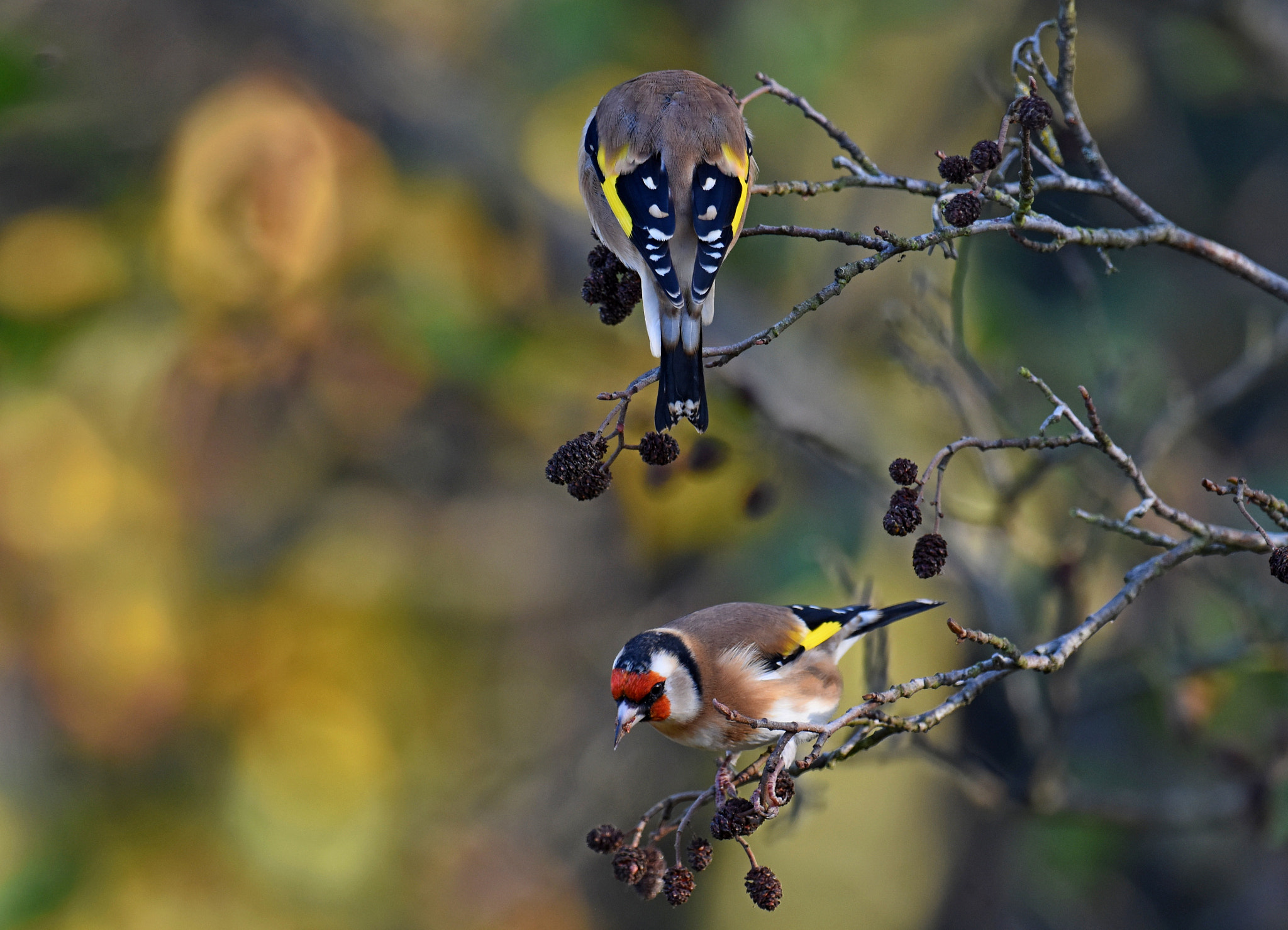 Nikon D7200 + Nikon AF-S Nikkor 600mm F4G ED VR sample photo. Goldfinch photography